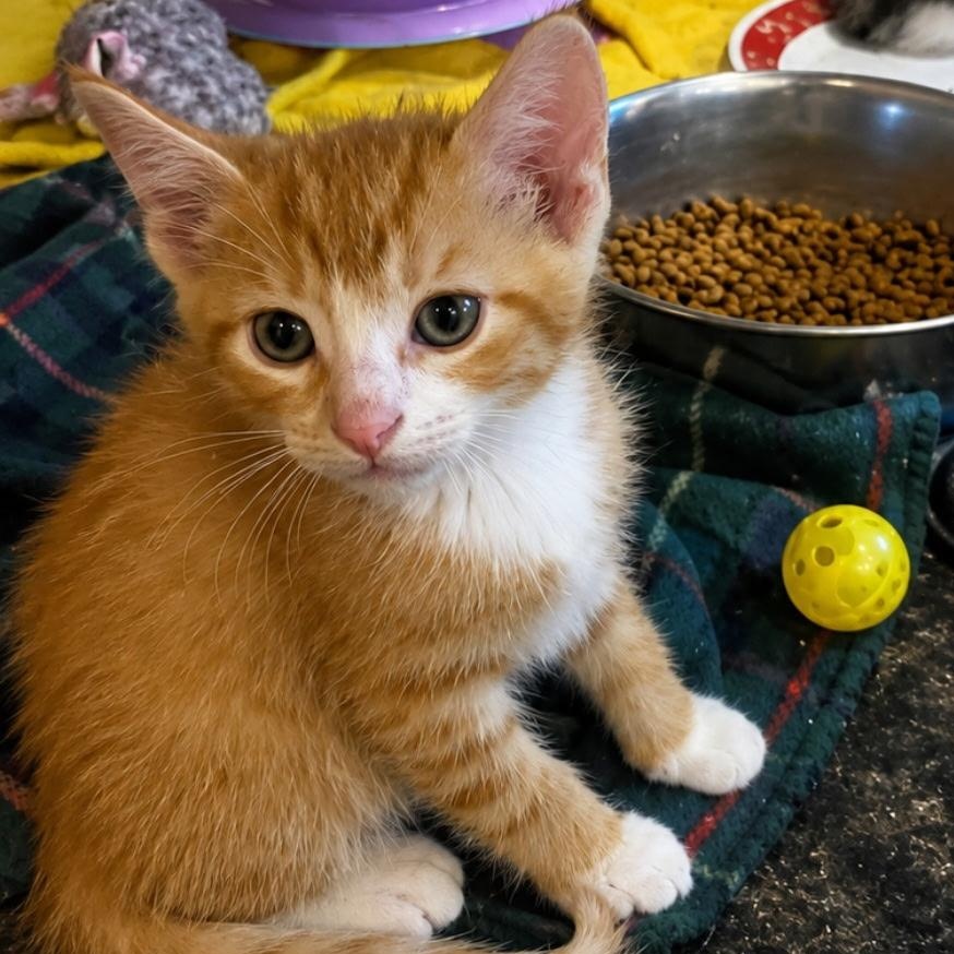 Enlarge Mookie & Sunny, a Adoptable Domestic Short Hair in Sauk City, WI image 6/6
