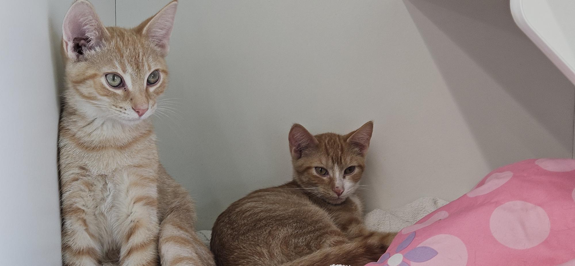 Enlarge Mookie & Sunny, a Adoptable Domestic Short Hair in Sauk City, WI image 3/6