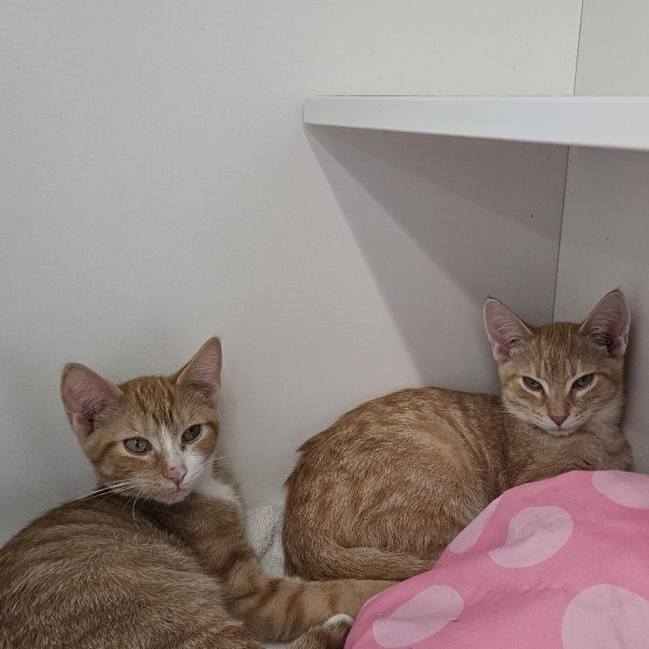 Enlarge Mookie & Sunny, a Adoptable Domestic Short Hair in Sauk City, WI image 2/6