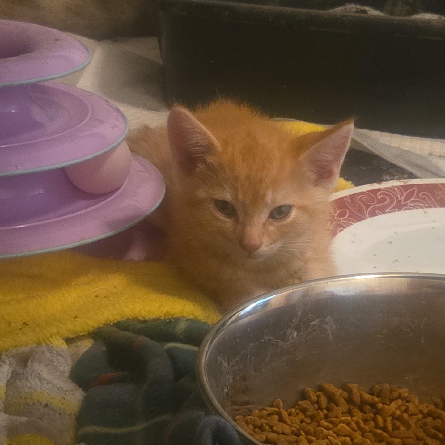 Enlarge Mookie & Sunny, a Adoptable Domestic Short Hair in Sauk City, WI image 5/6