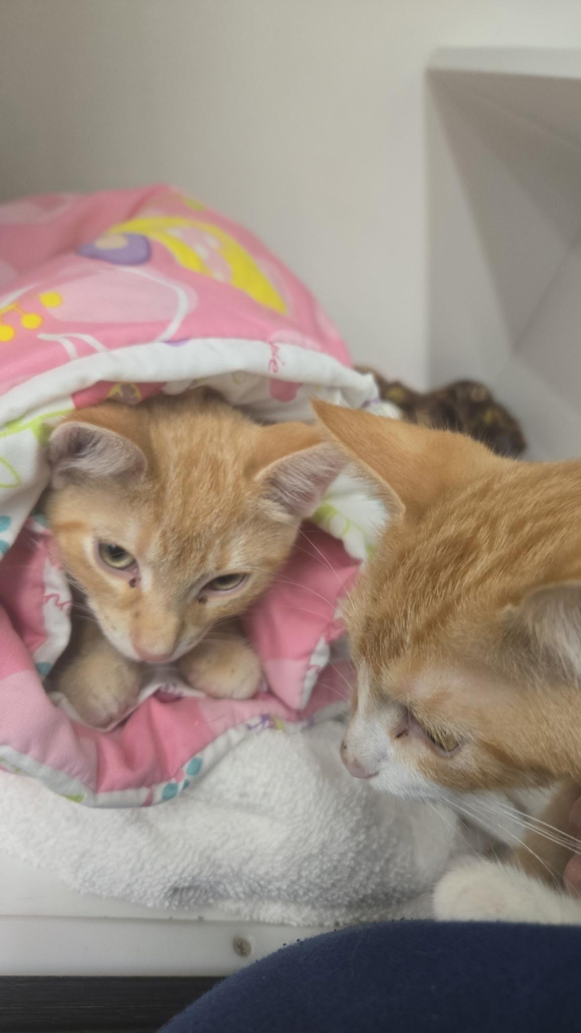 Enlarge Mookie & Sunny, a Adoptable Domestic Short Hair in Sauk City, WI image 4/6