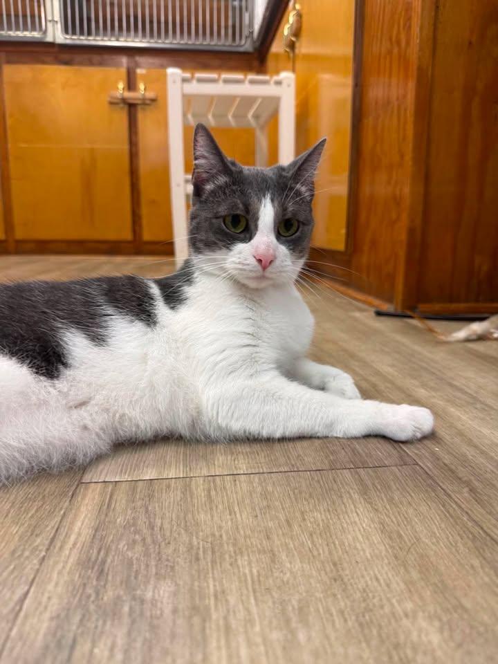 Harmony, a ADOPTABLE Domestic Short Hair in Wilmington, NC image 2/4