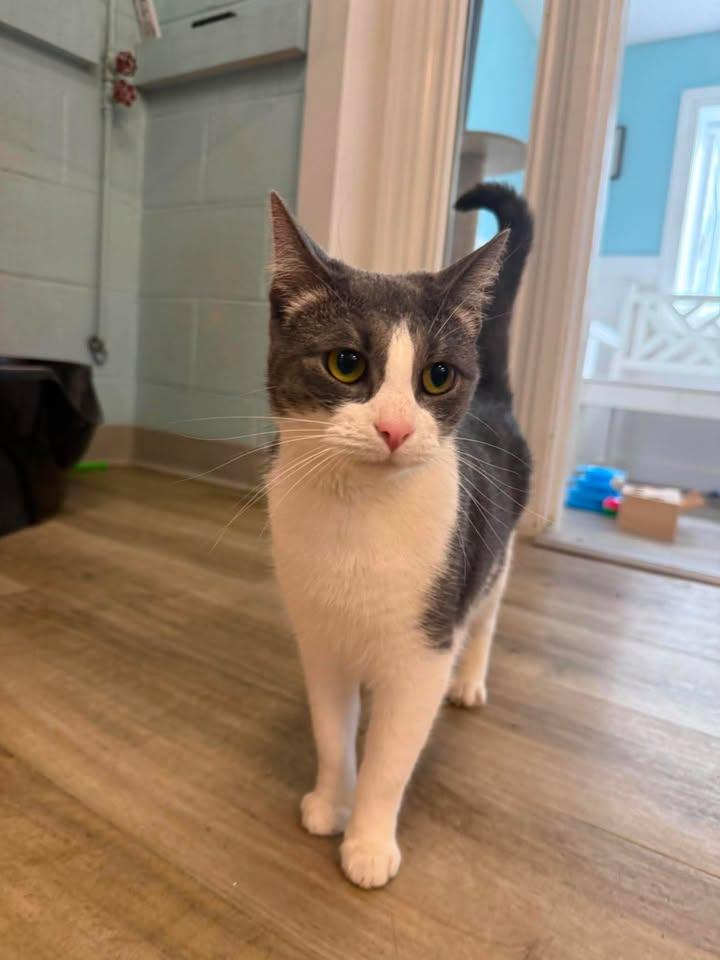 Harmony, a ADOPTABLE Domestic Short Hair in Wilmington, NC image 1/4