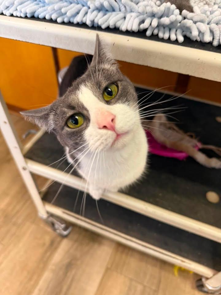 Harmony, a ADOPTABLE Domestic Short Hair in Wilmington, NC image 4/4