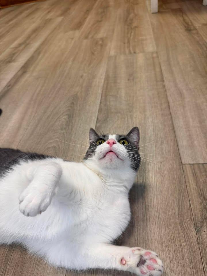 Harmony, a ADOPTABLE Domestic Short Hair in Wilmington, NC image 3/4