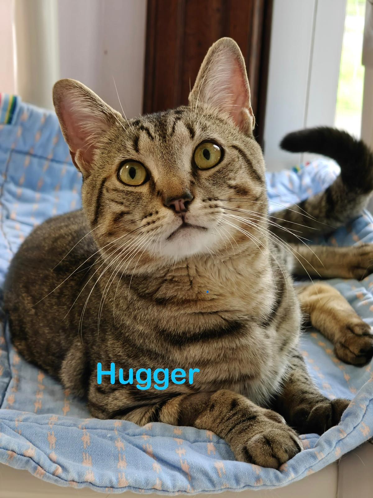 Hugger, a Adoptable Domestic Short Hair in New Britain, CT image 4/6
