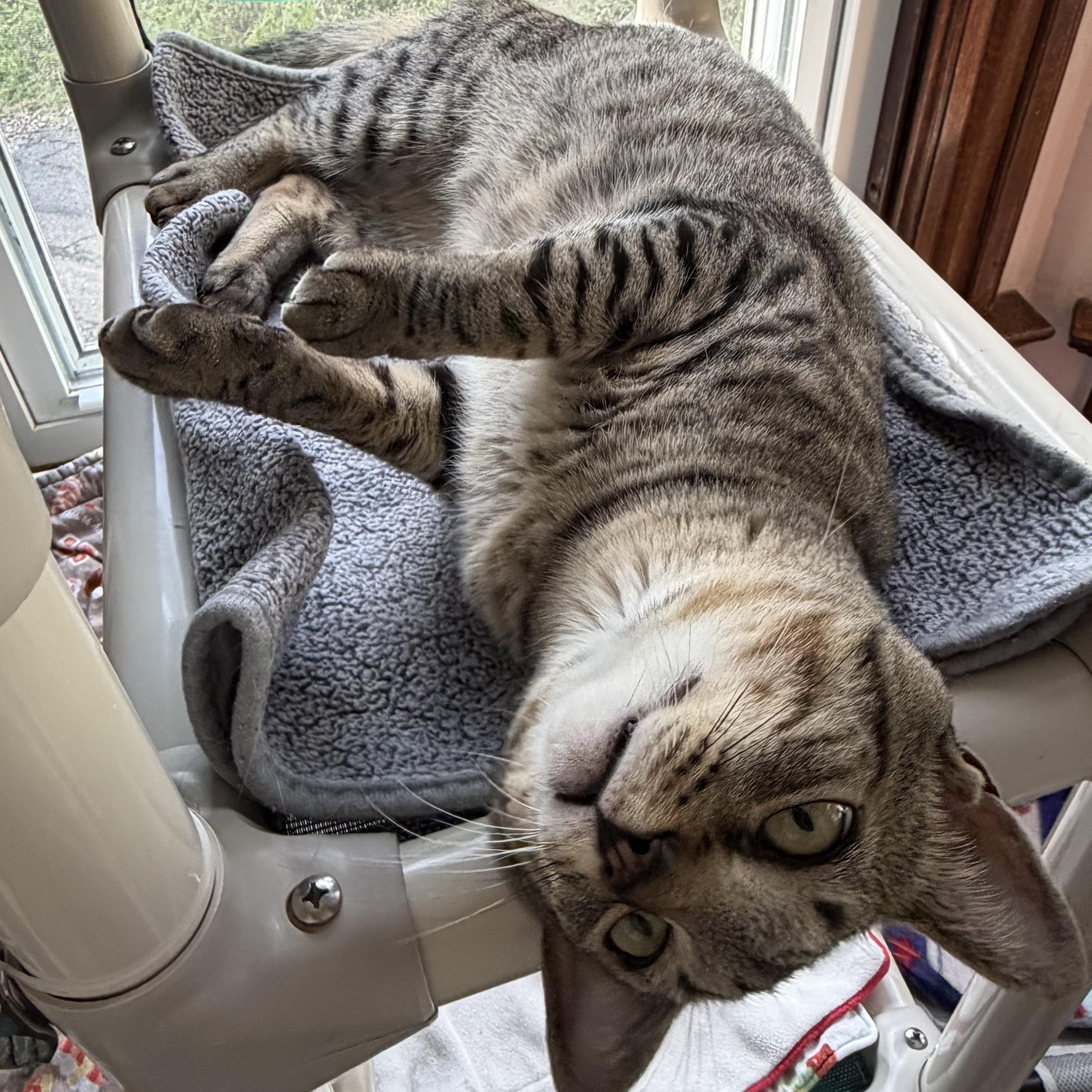 Hugger, a Adoptable Domestic Short Hair in New Britain, CT image 3/6