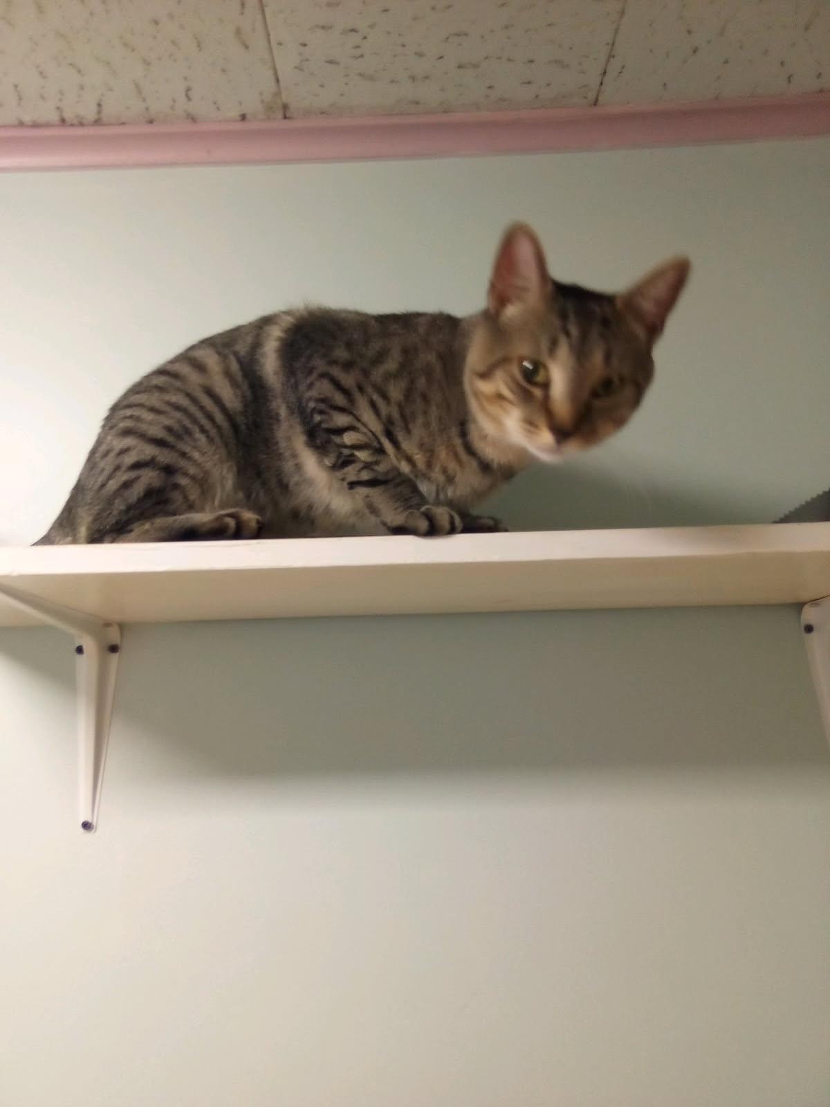 Hugger, a Adoptable Domestic Short Hair in New Britain, CT image 5/6