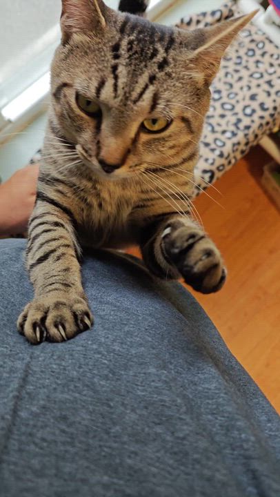 Enlarge Hugger, a Adoptable Domestic Short Hair in New Britain, CT video 6/6
