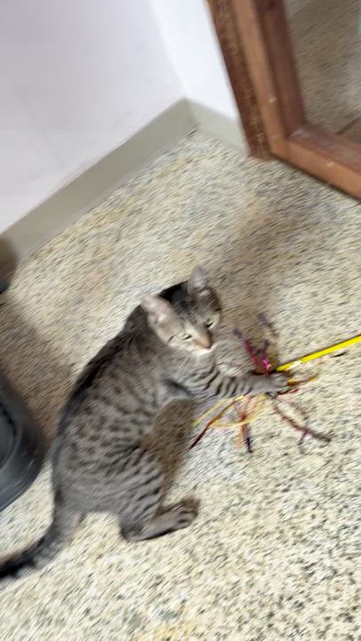 Enlarge Hugger, a Adoptable Domestic Short Hair in New Britain, CT video 2/6