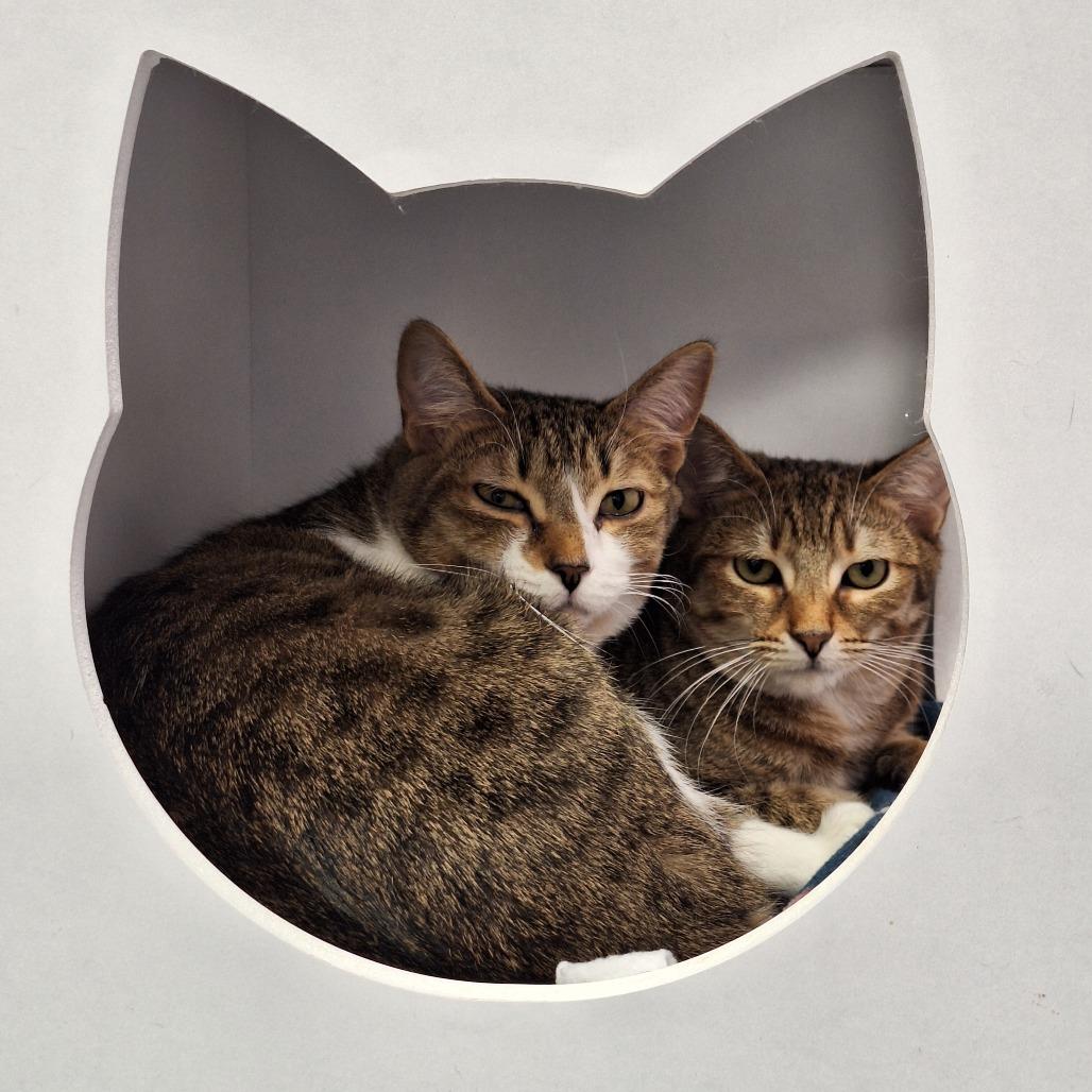 Christina, a Adoptable Domestic Short Hair in Boston, MA image 1/2