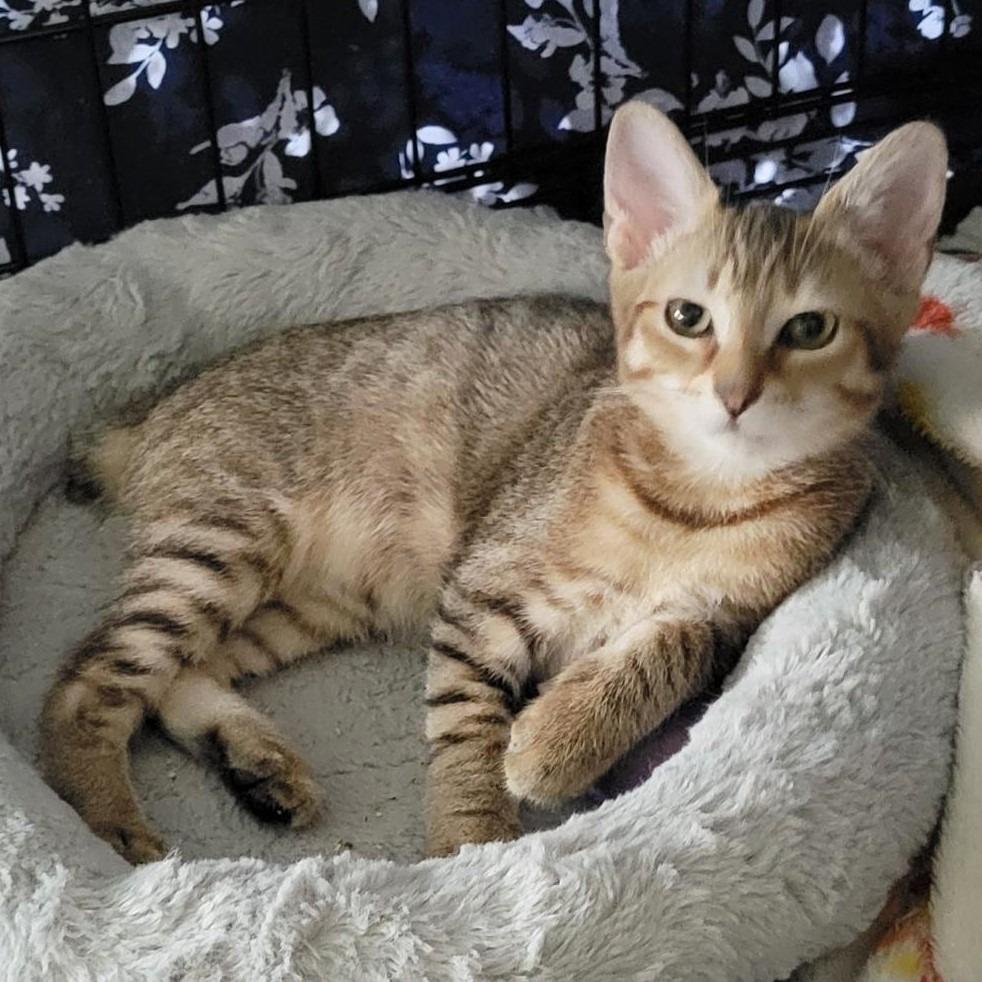 Christina, a Adoptable Domestic Short Hair in Boston, MA image 2/2