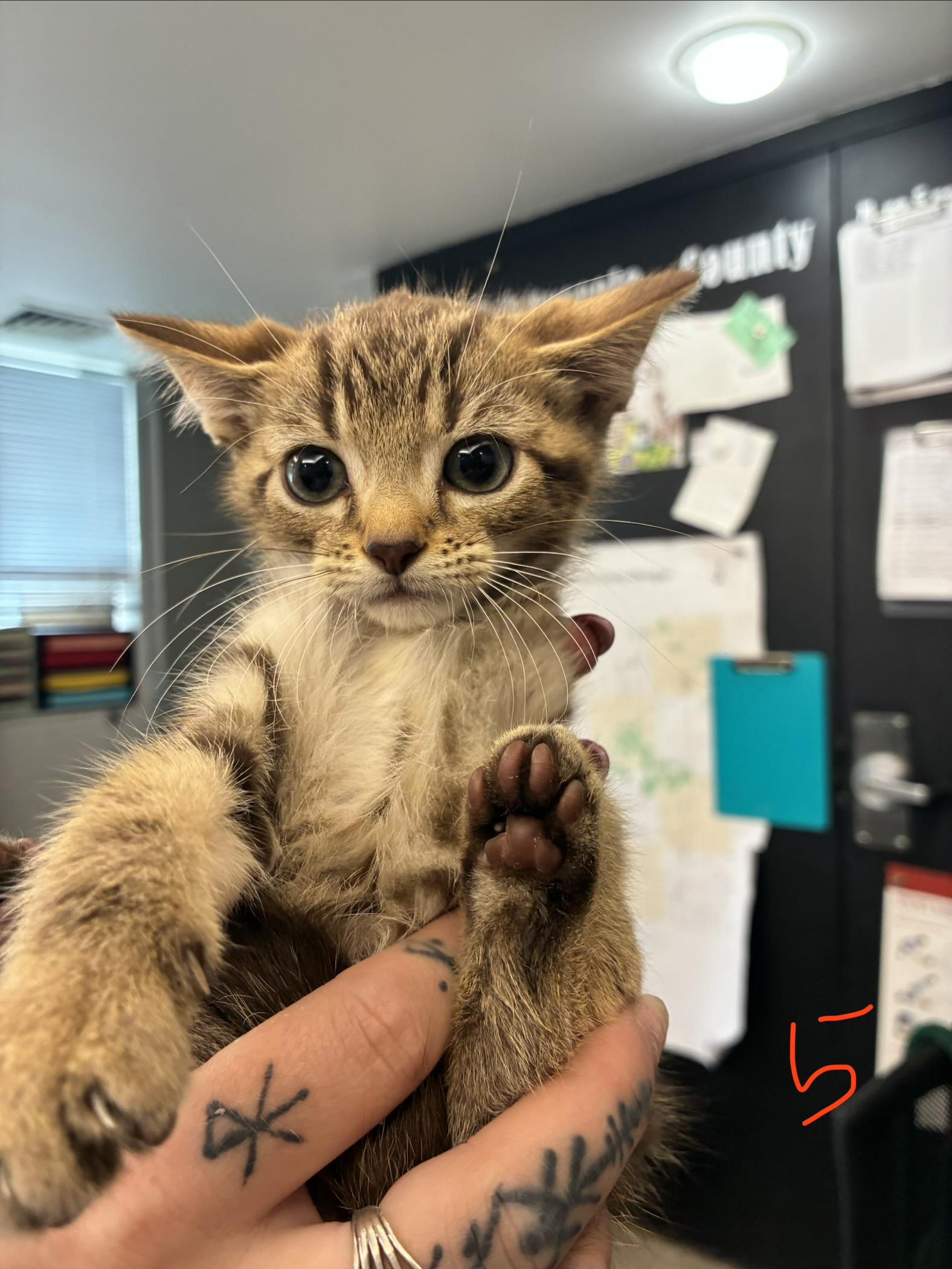 Archie, ADOPTABLE, Kitten Male Domestic Short Hair.
