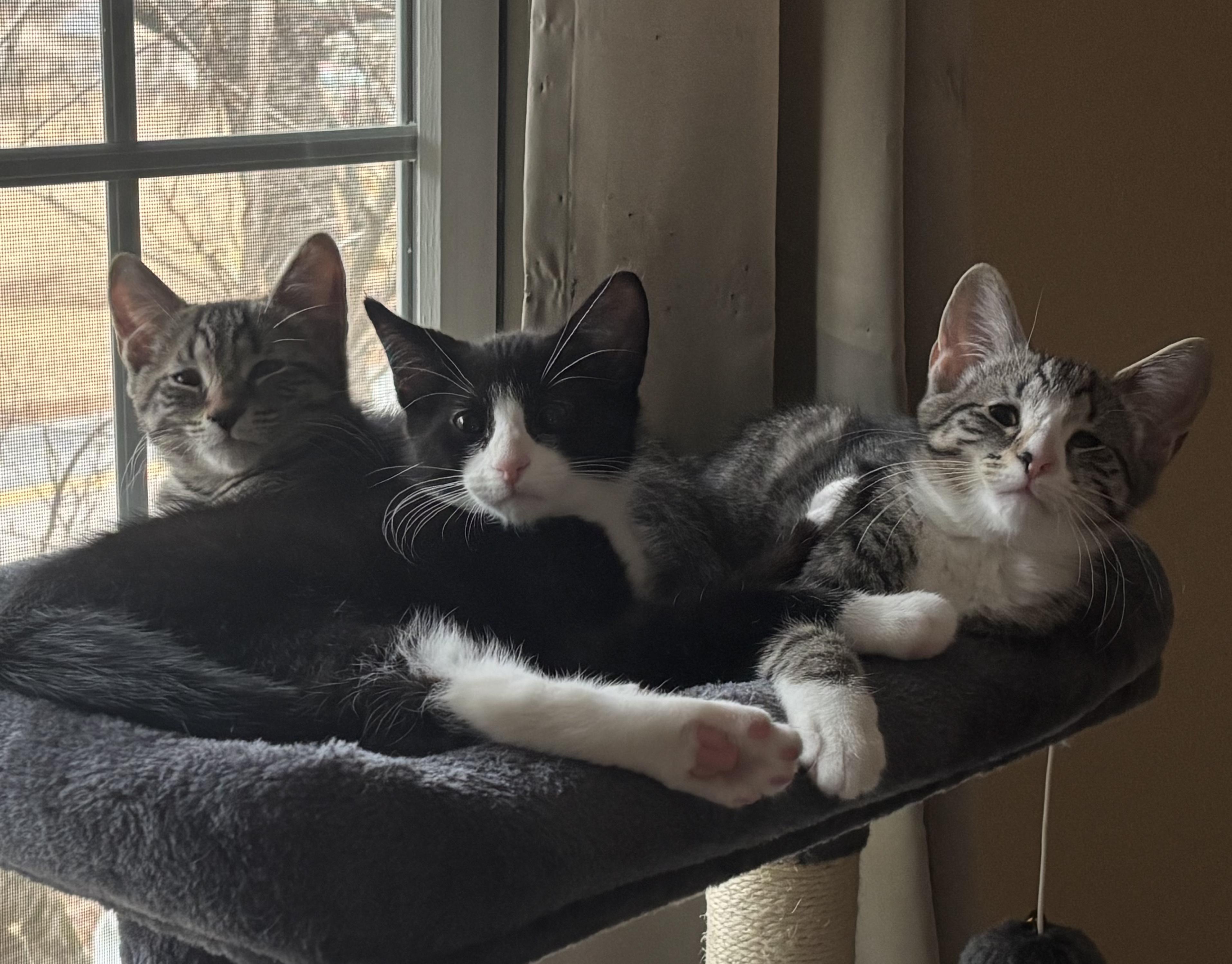 Maisie and her kittens/courtesy post, ADOPTABLE, Kitten Female Domestic Short Hair.