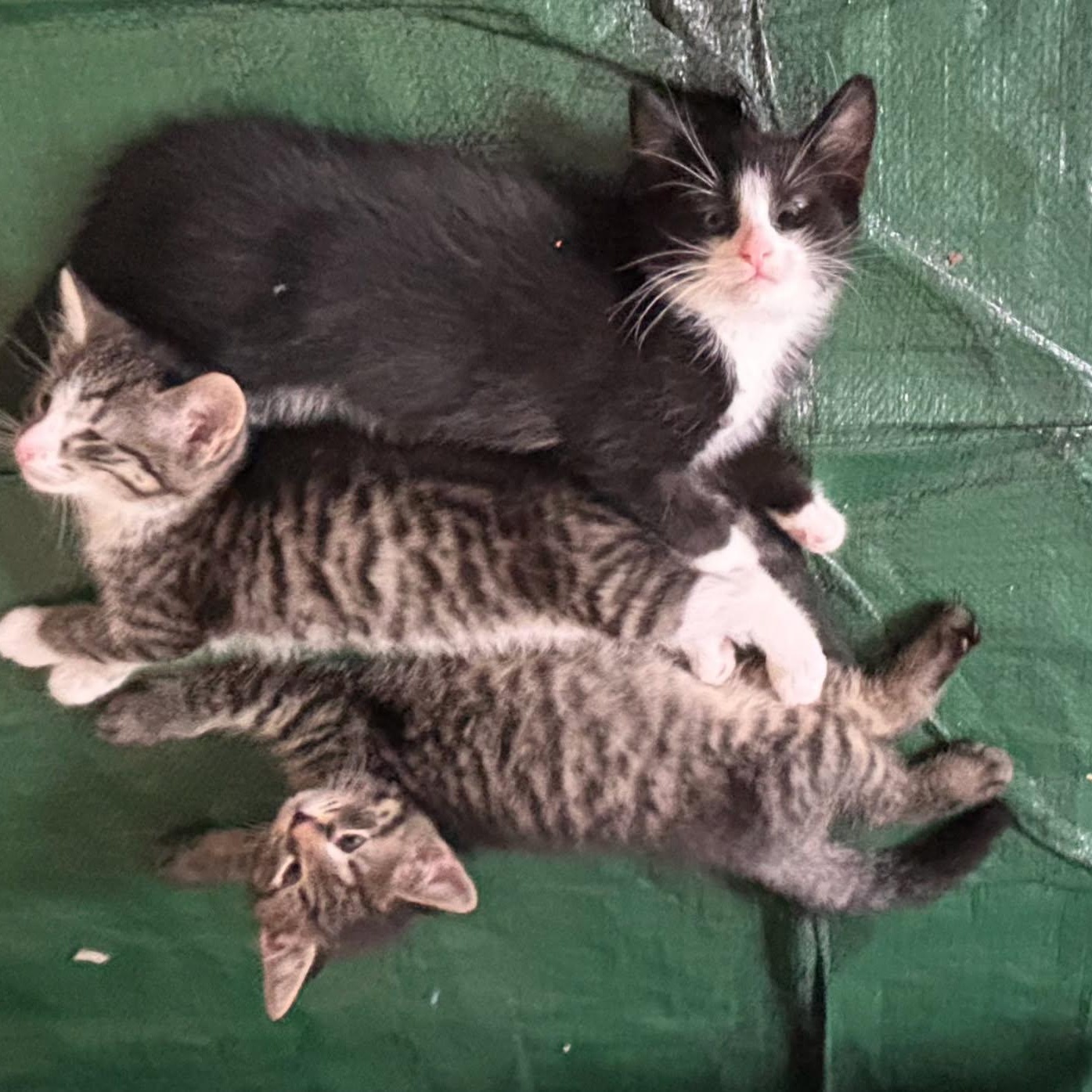 Enlarge Maisie and her kittens/courtesy post, a ADOPTABLE Domestic Short Hair in Medfield, MA image 4/4
