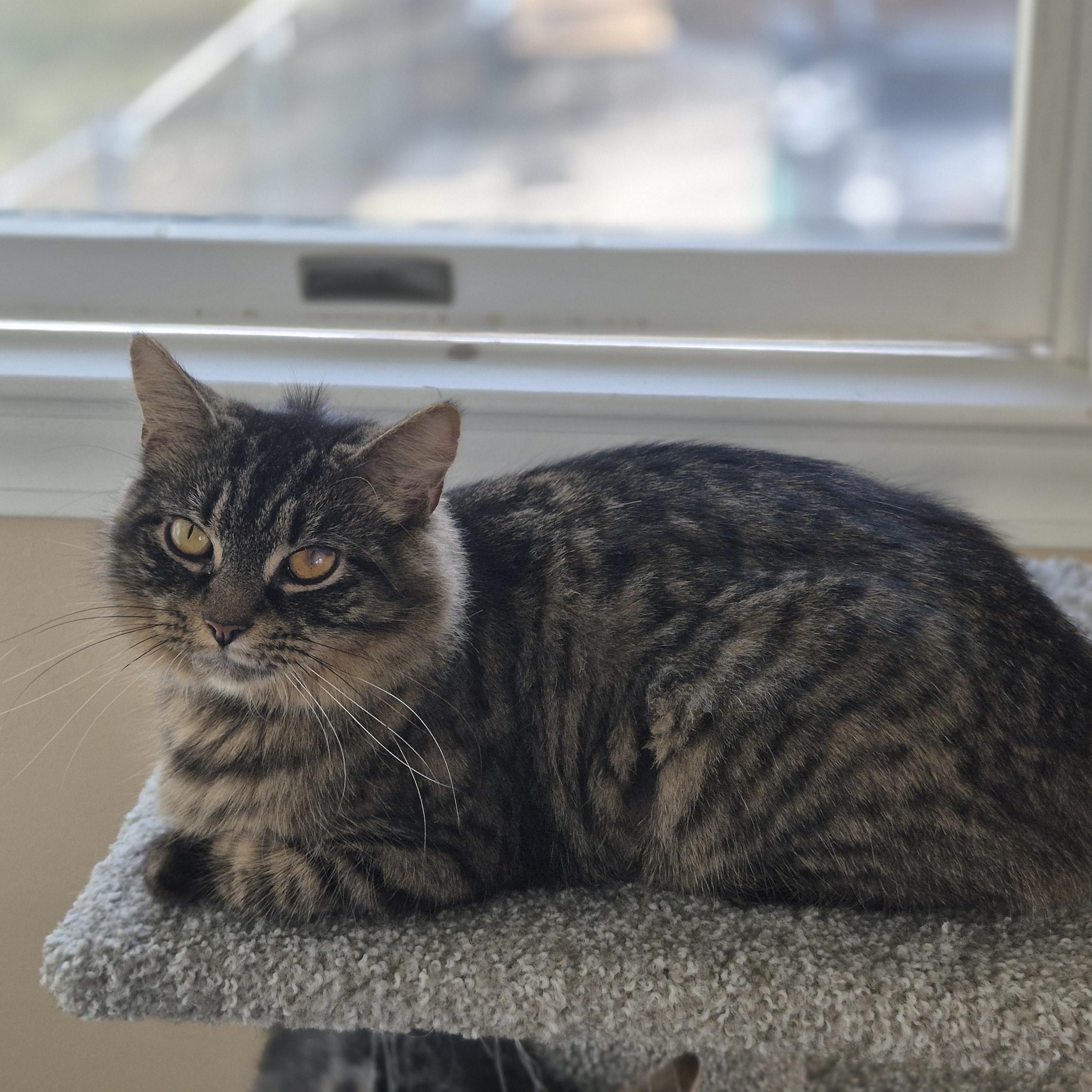 Enlarge Maisie and her kittens/courtesy post, a ADOPTABLE Domestic Short Hair in Medfield, MA image 3/4