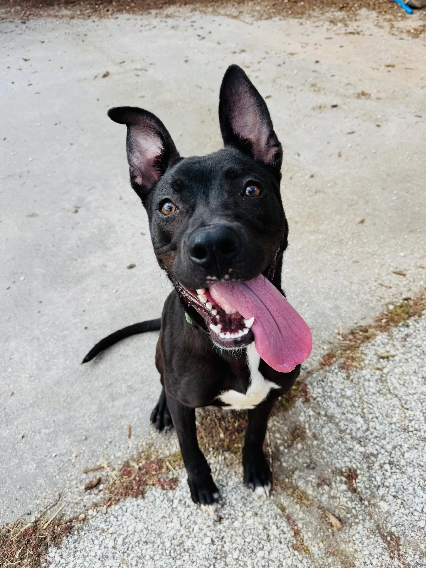 Oscar, Adoptable, Puppy Male Mixed Breed.