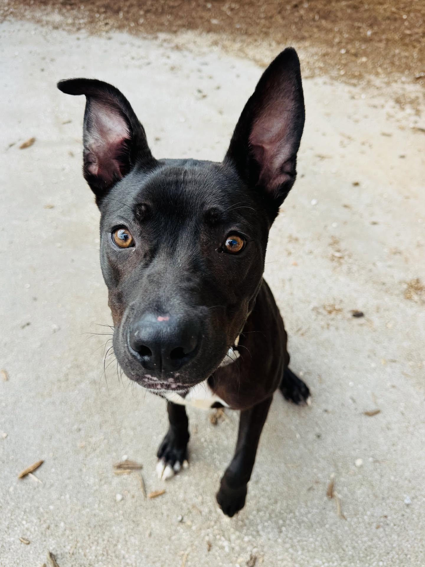 Oscar, a Adoptable Mixed Breed in Houston, TX image 2/3