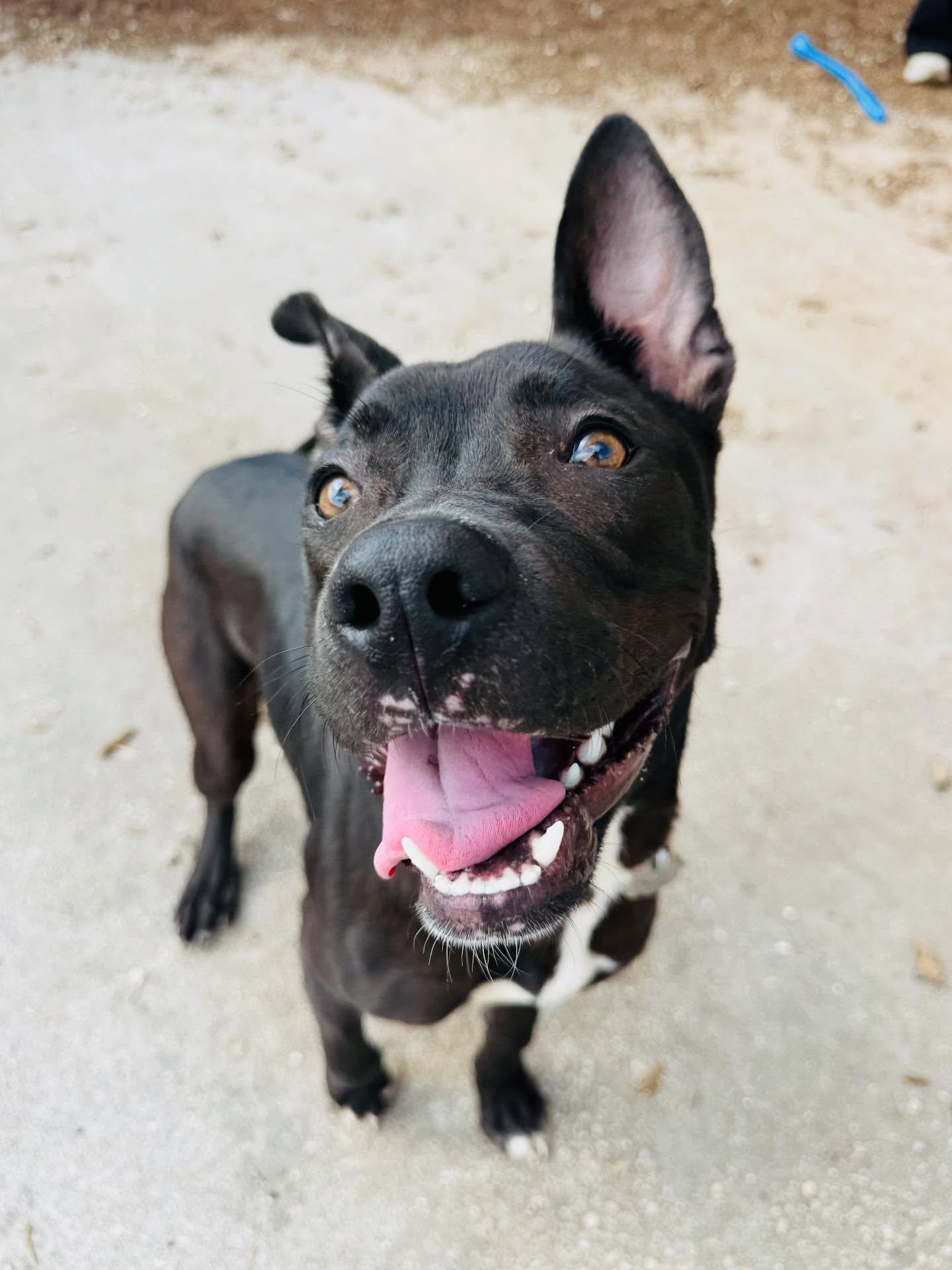 Oscar, a Adoptable Mixed Breed in Houston, TX image 3/3