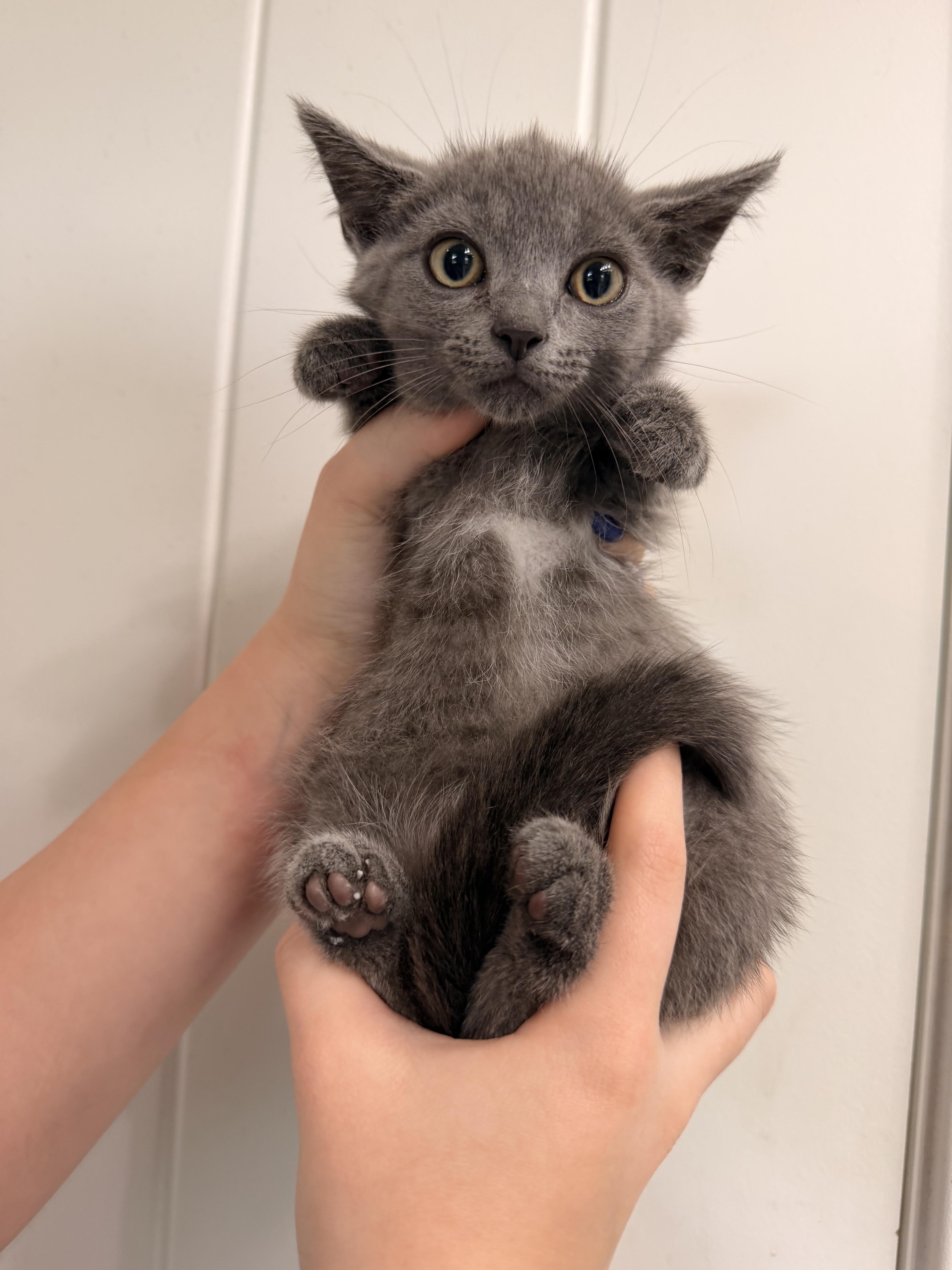 Enlarge Aspen, a ADOPTABLE Domestic Short Hair in Louisville, KY image 2/3