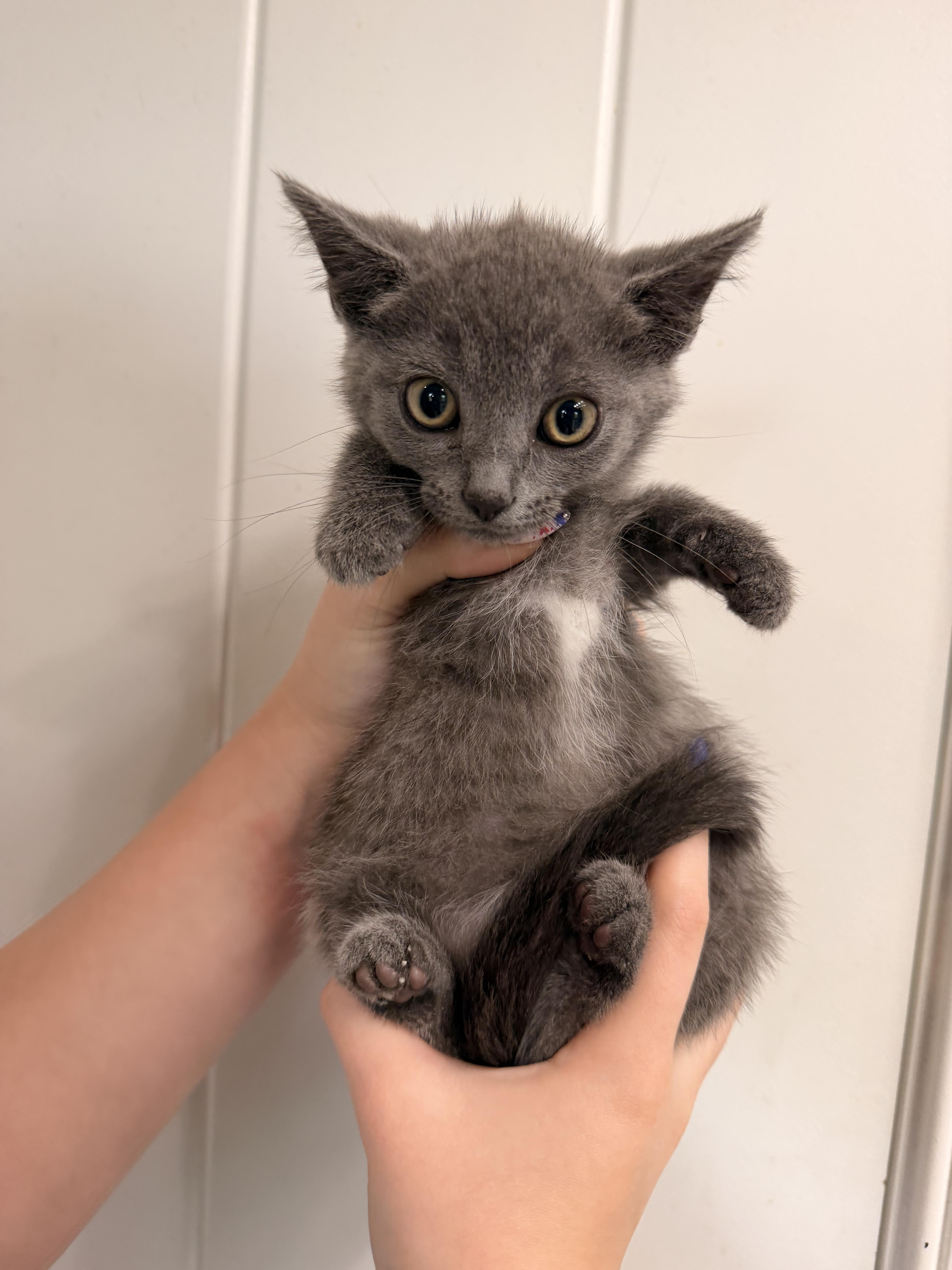 Enlarge Aspen, a ADOPTABLE Domestic Short Hair in Louisville, KY image 3/3