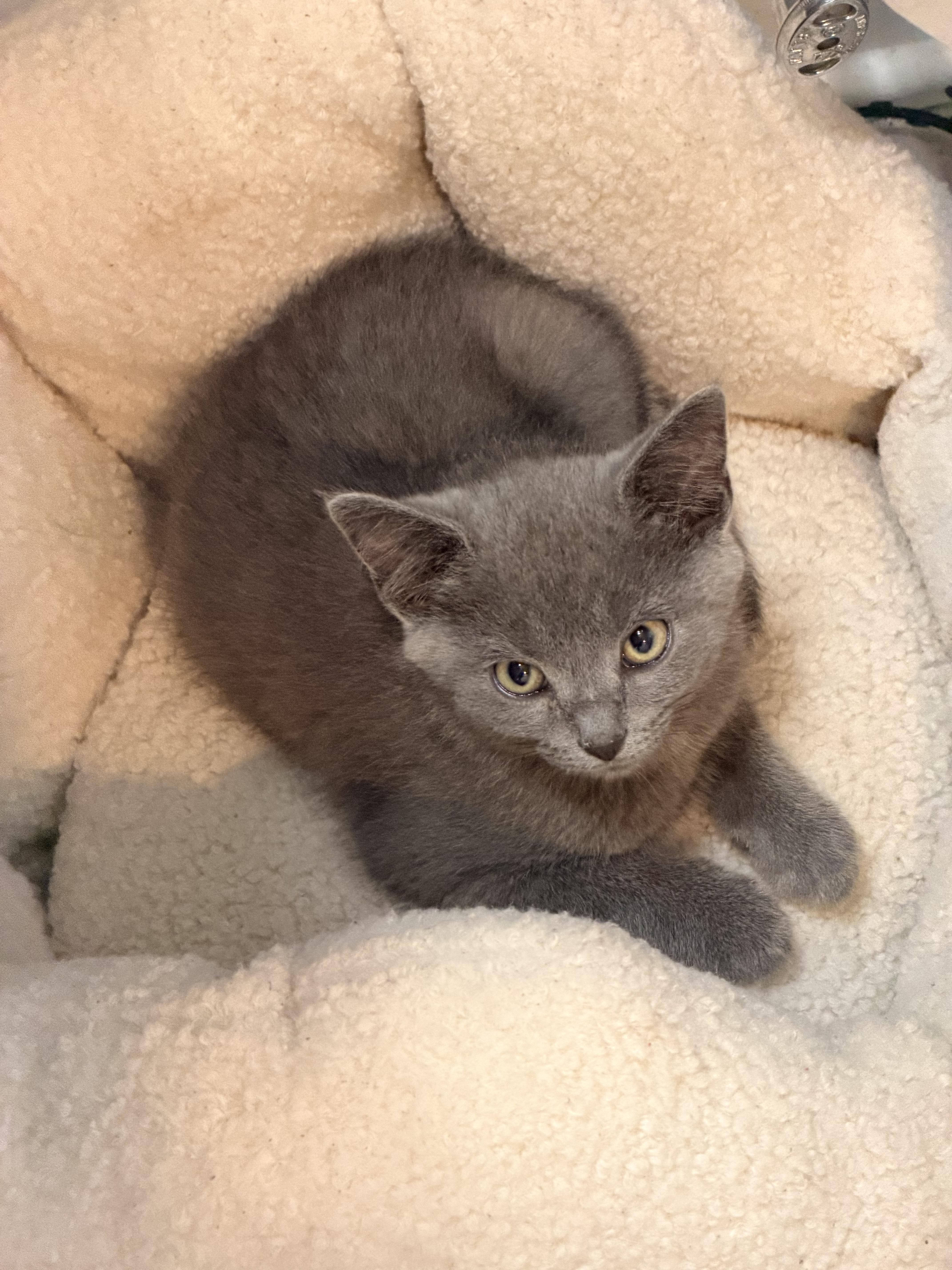 Aspen, ADOPTABLE, Kitten Female Domestic Short Hair.