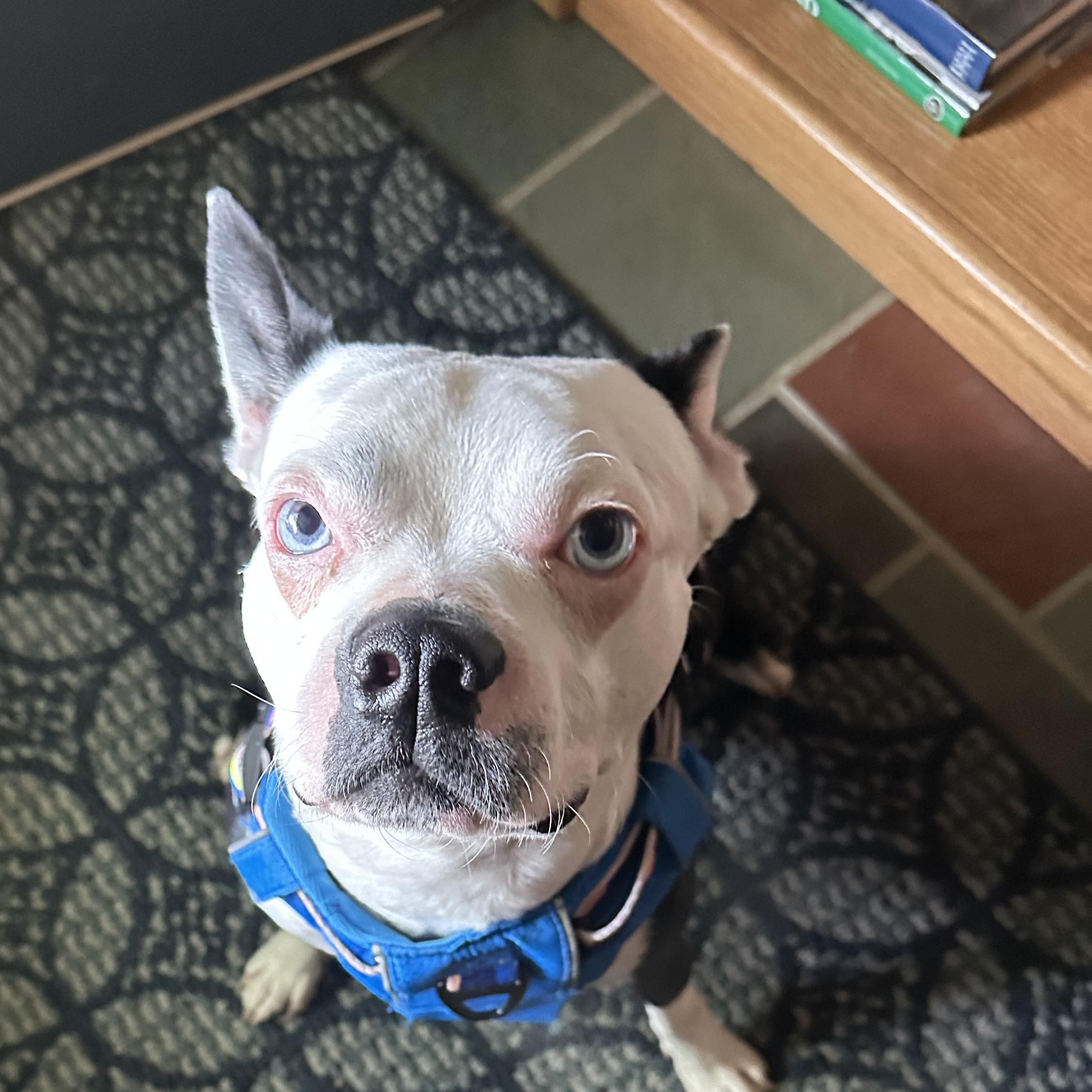 Bleu in CO, Adult Male Boston Terrier