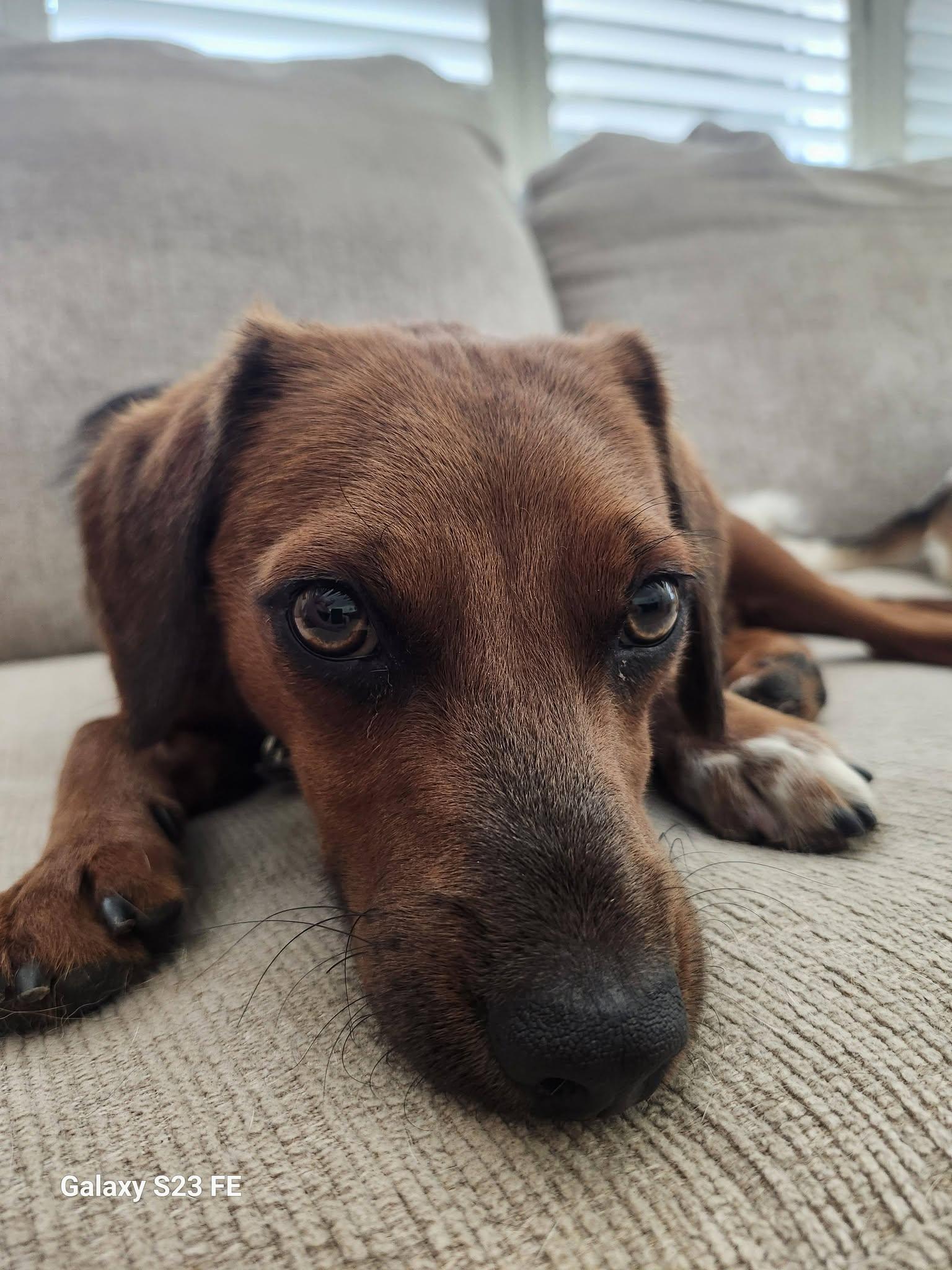 Enlarge Lucky, a ADOPTABLE mixed breed in Livermore, CA image 3/4