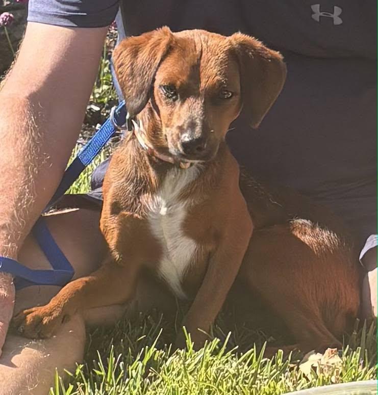 Enlarge Lucky, a ADOPTABLE mixed breed in Livermore, CA image 4/4