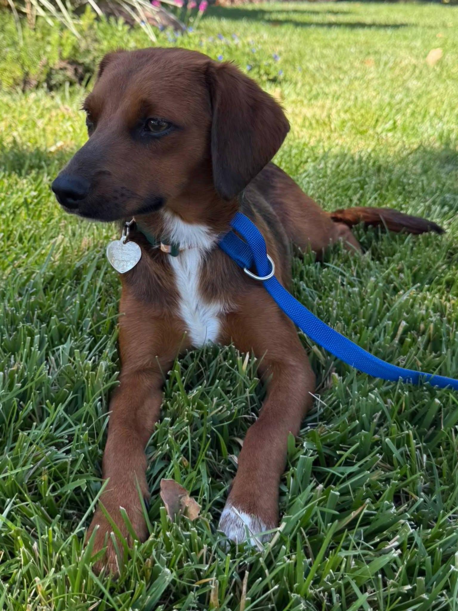 Enlarge Lucky, a ADOPTABLE mixed breed in Livermore, CA image 1/4
