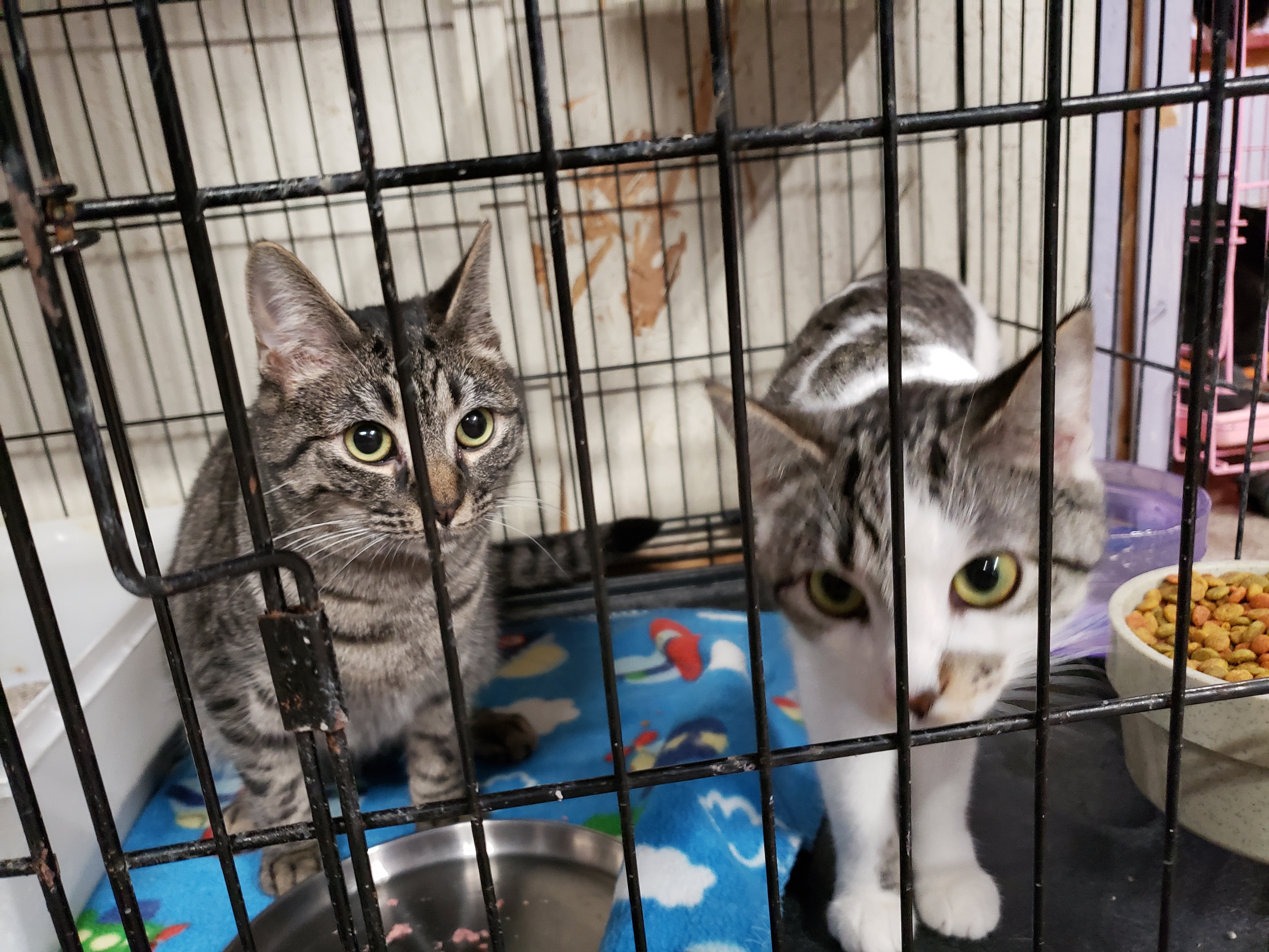 Twiggy, Adoptable, Adult Female Domestic Short Hair.