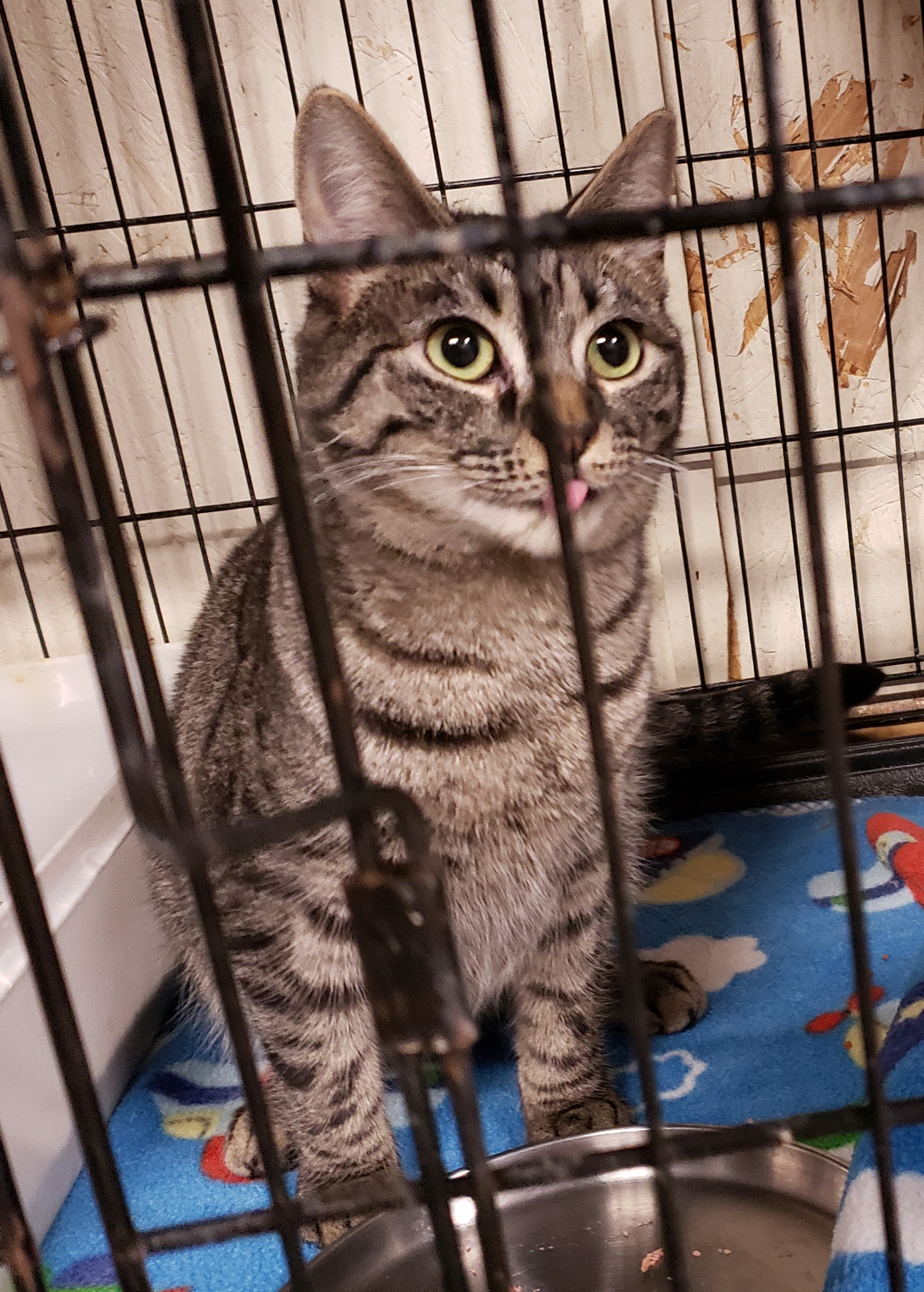Enlarge Twiggy, a Adoptable Domestic Short Hair in New Martinsville, WV image 3/8