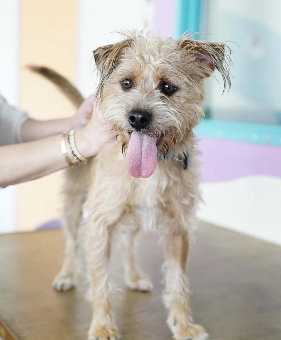 Enlarge Bruno, a ADOPTABLE mixed breed in Pasadena, CA image 3/5