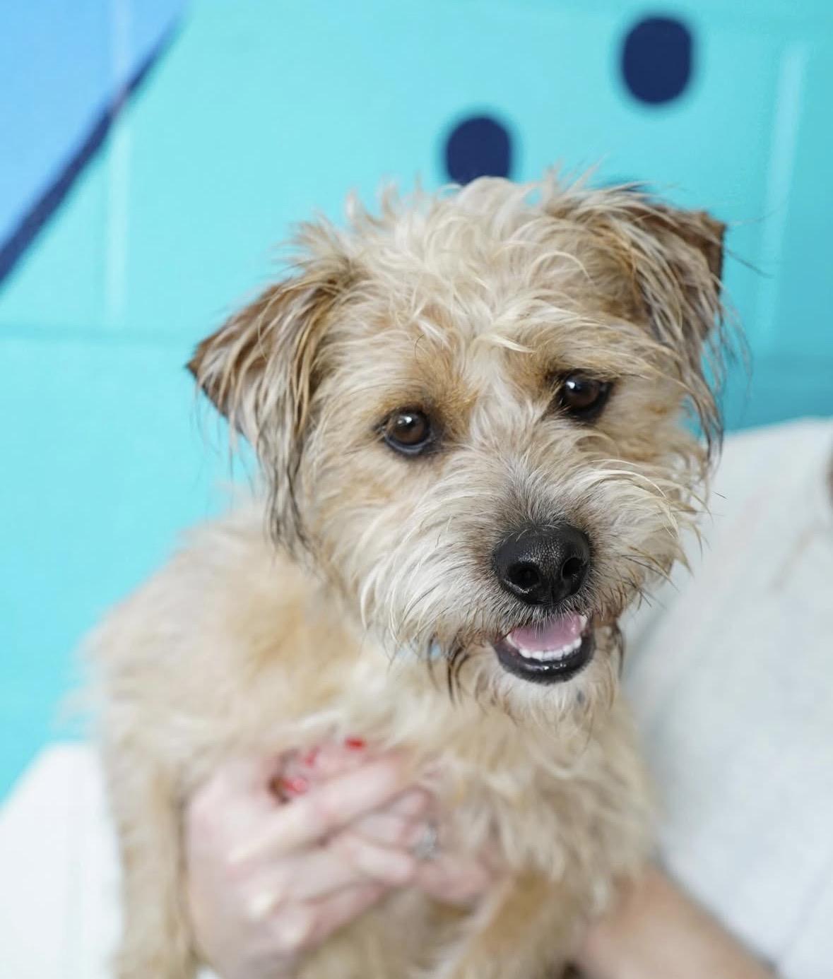 Enlarge Bruno, a ADOPTABLE mixed breed in Pasadena, CA image 5/5