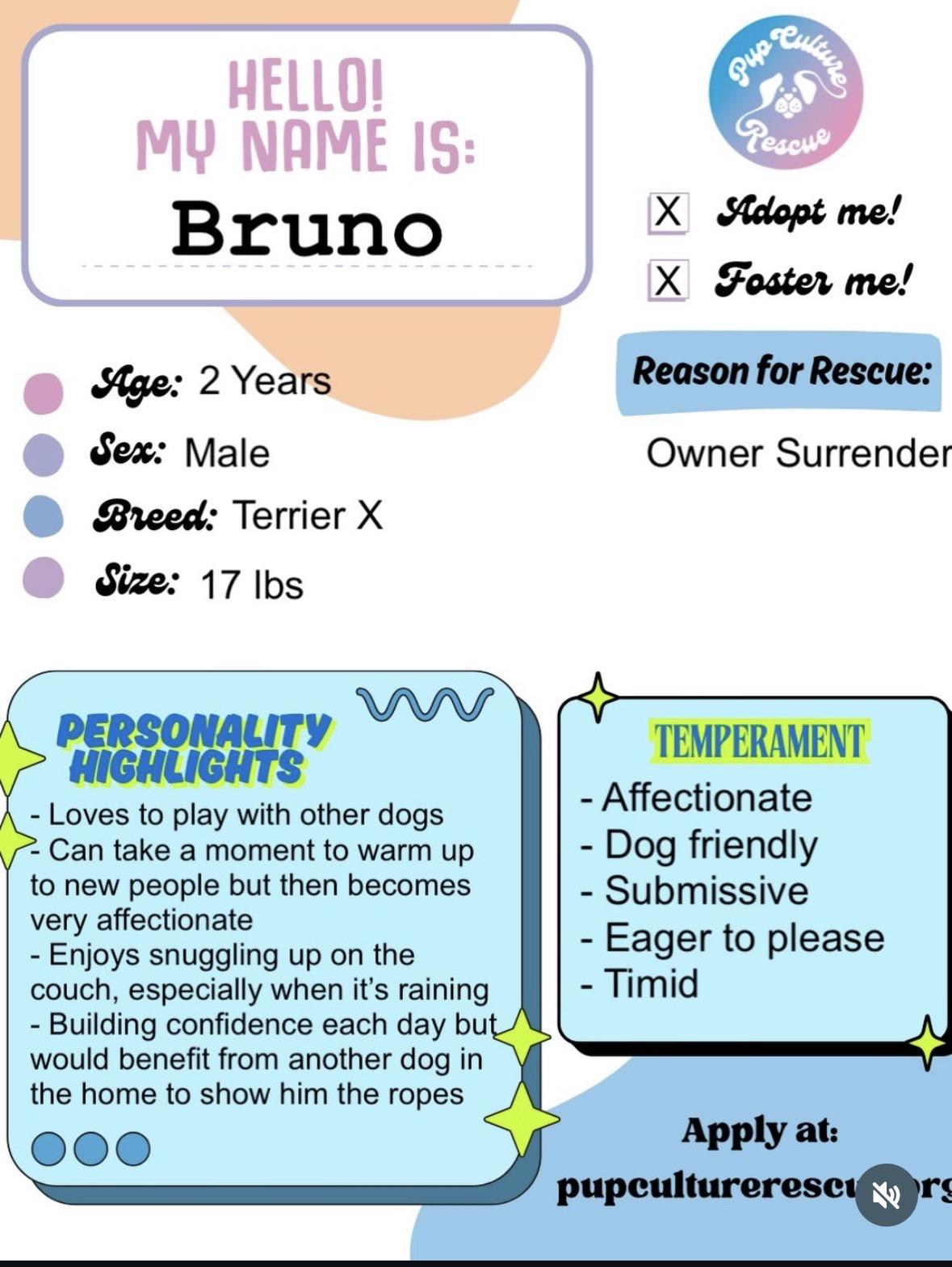 Enlarge Bruno, a ADOPTABLE mixed breed in Pasadena, CA image 2/5