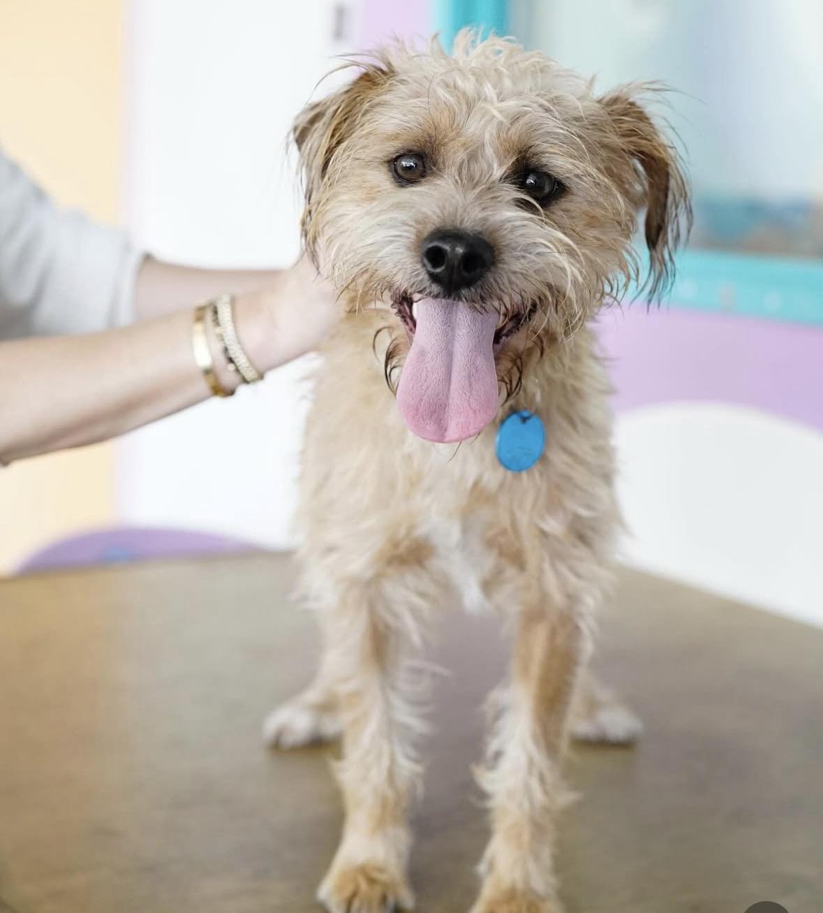 Enlarge Bruno, a ADOPTABLE mixed breed in Pasadena, CA image 1/5