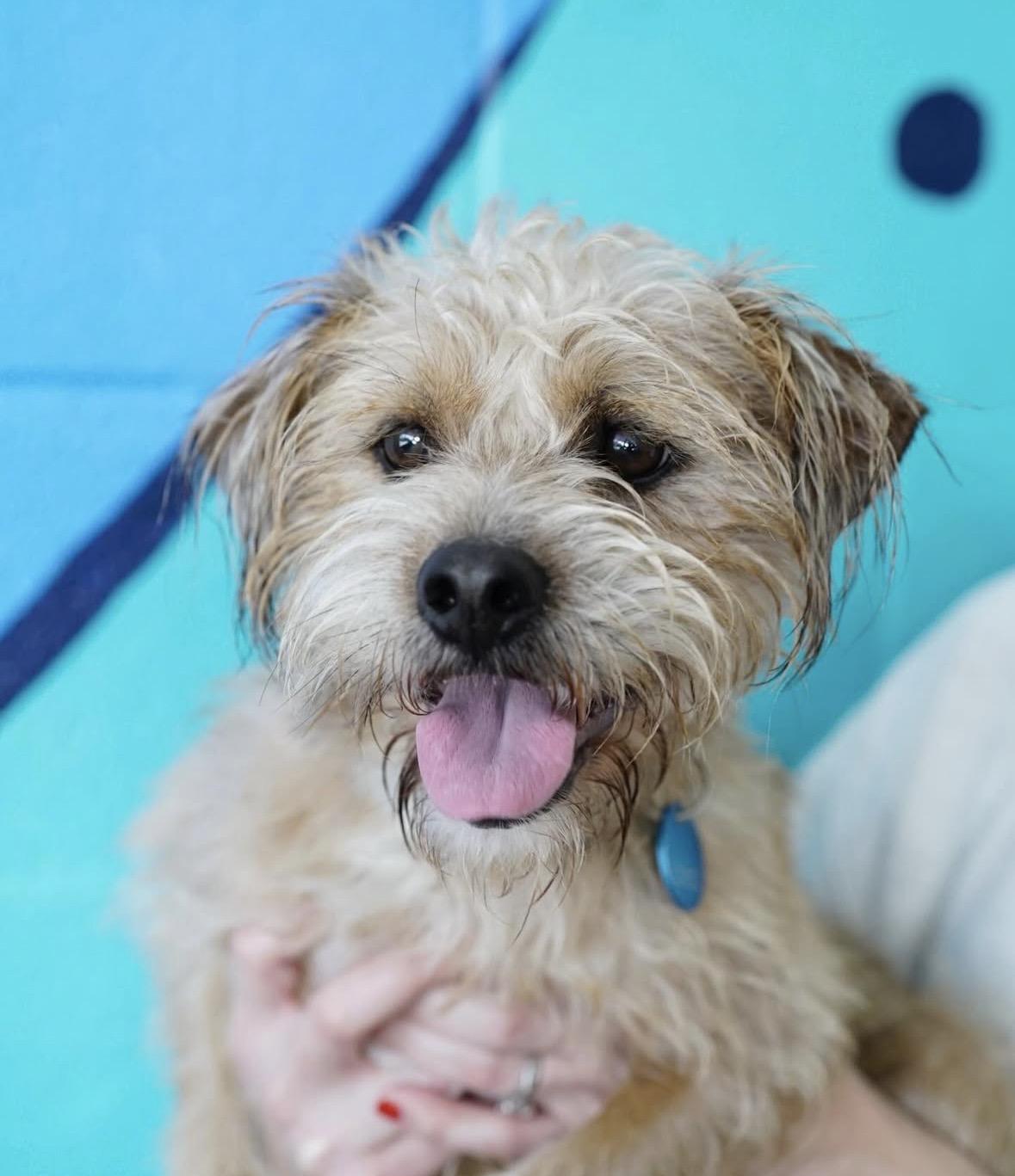 Enlarge Bruno, a ADOPTABLE mixed breed in Pasadena, CA image 4/5