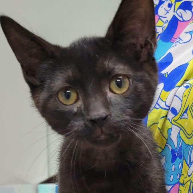 Ike, adopted, Kitten Male Domestic Short Hair.