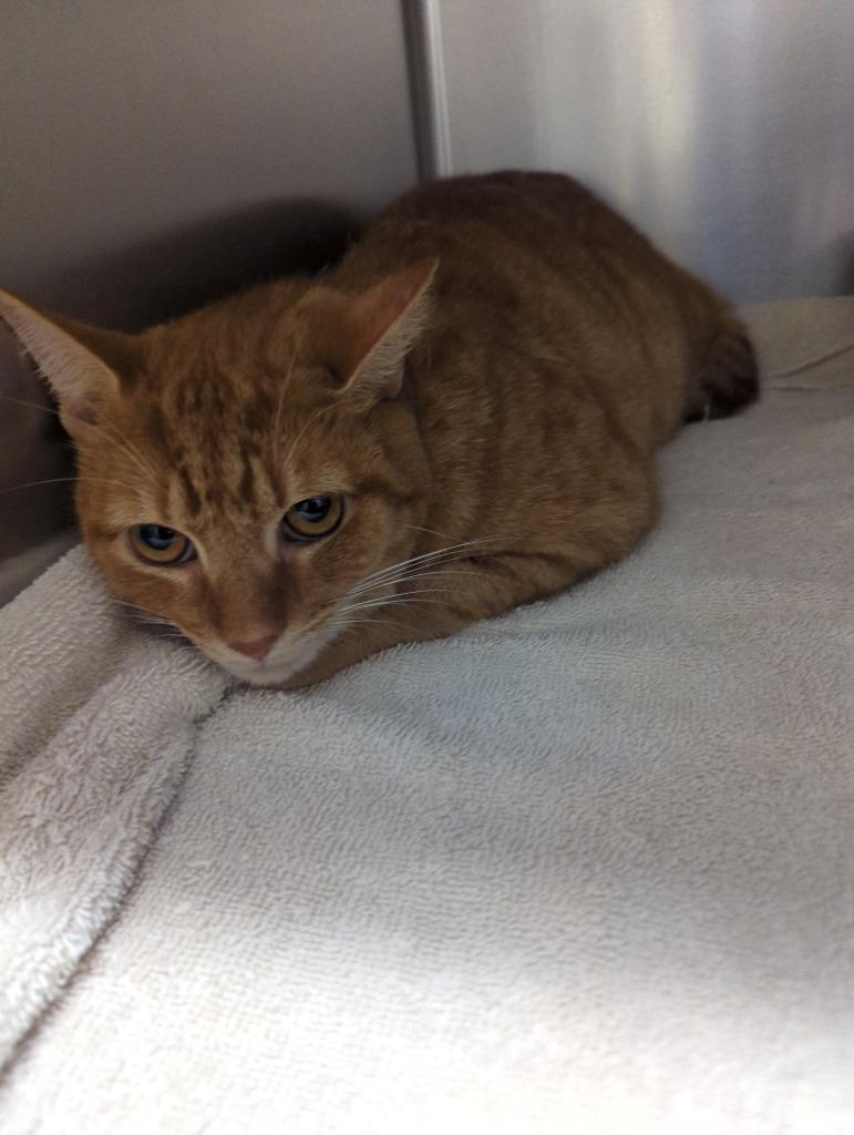 Enlarge Mango, a Adopted mixed breed in Rocky Mount, NC image 1/1