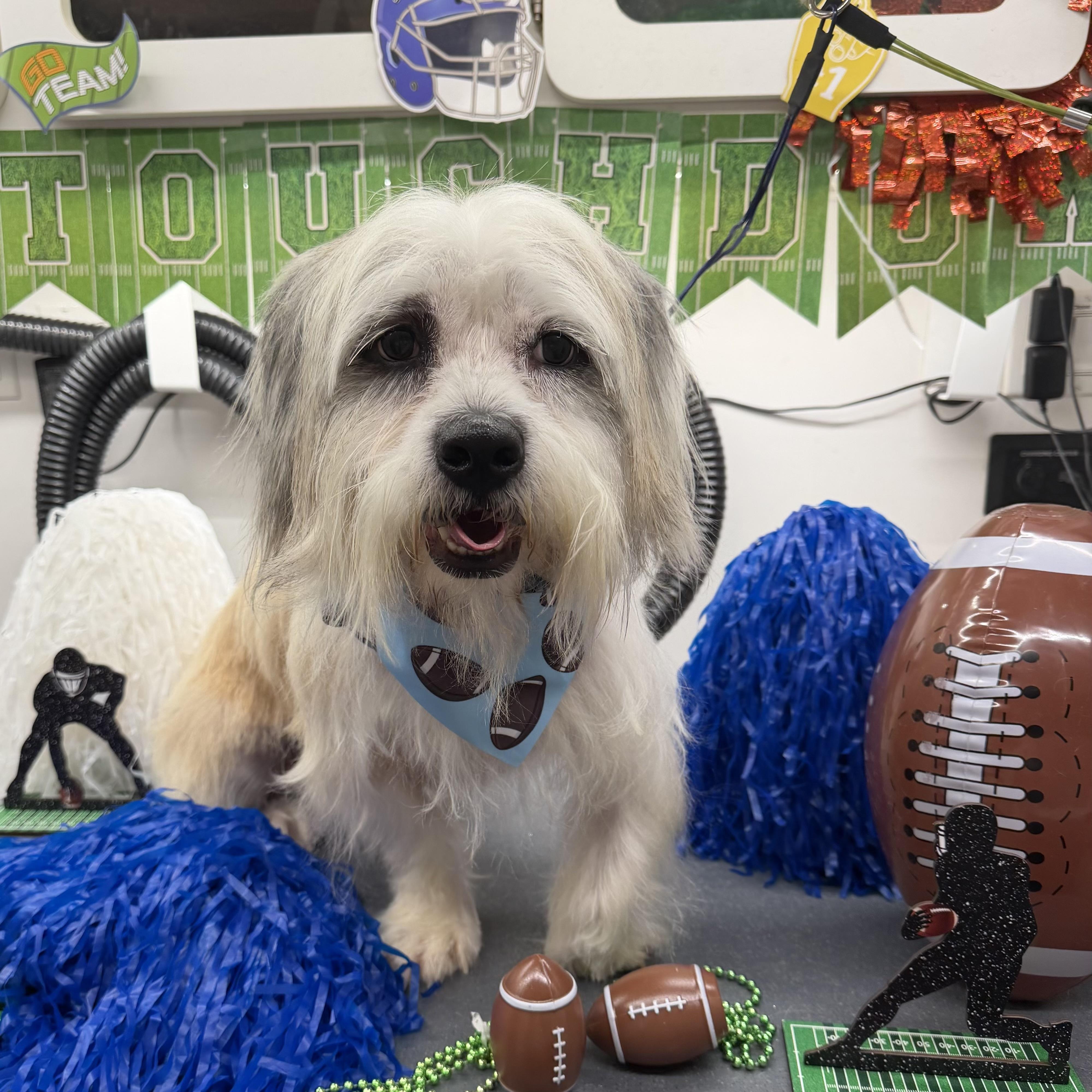 Lambo, Adopted, Adult Male Wirehaired Terrier.