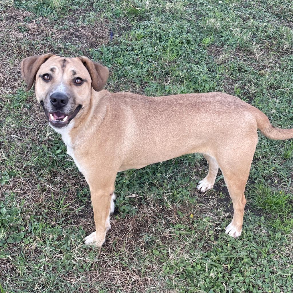 Enlarge Calista, a Adoptable mixed breed in Brenham, TX image 6/6