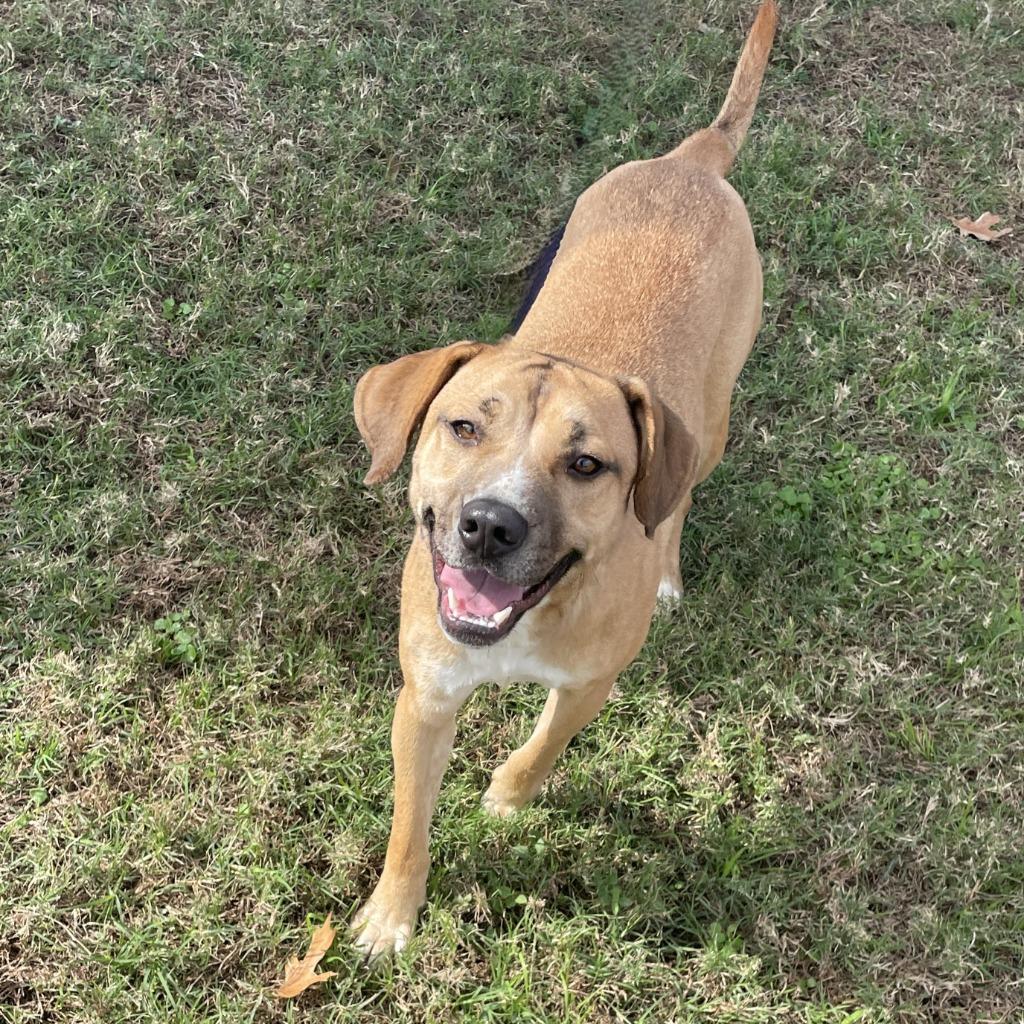 Enlarge Calista, a Adoptable mixed breed in Brenham, TX image 4/6