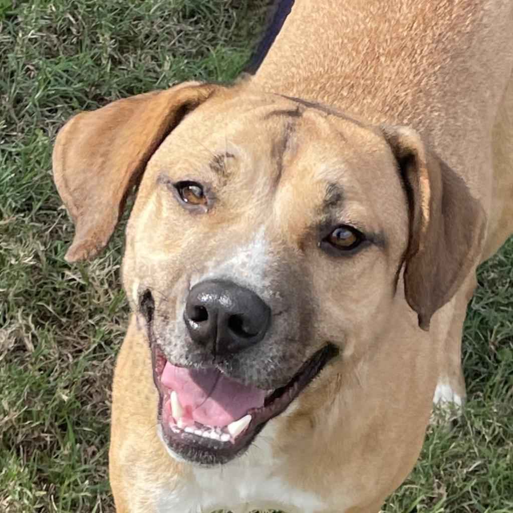 Calista, Adoptable, Young Female Mixed Breed.