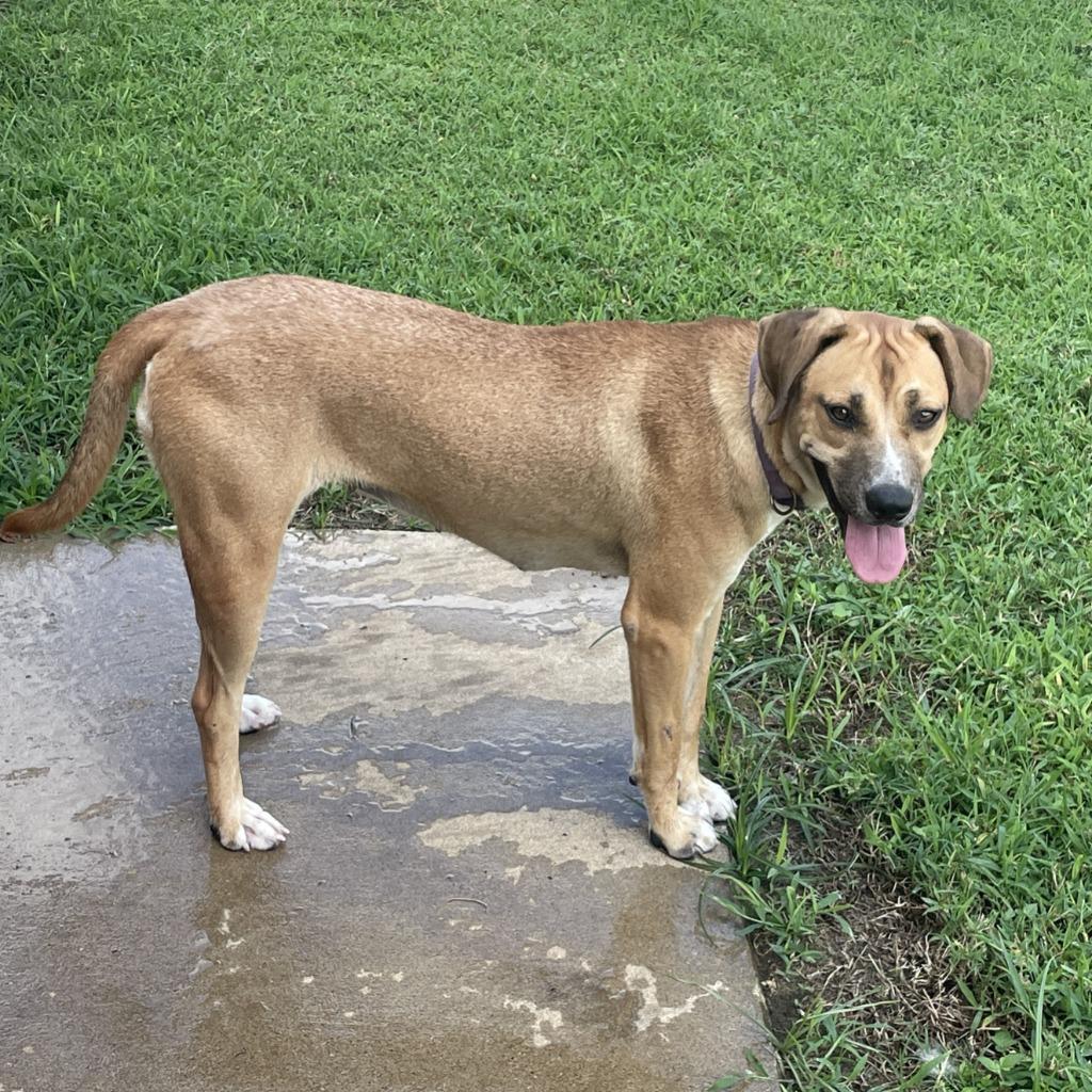 Enlarge Calista, a Adoptable mixed breed in Brenham, TX image 1/6