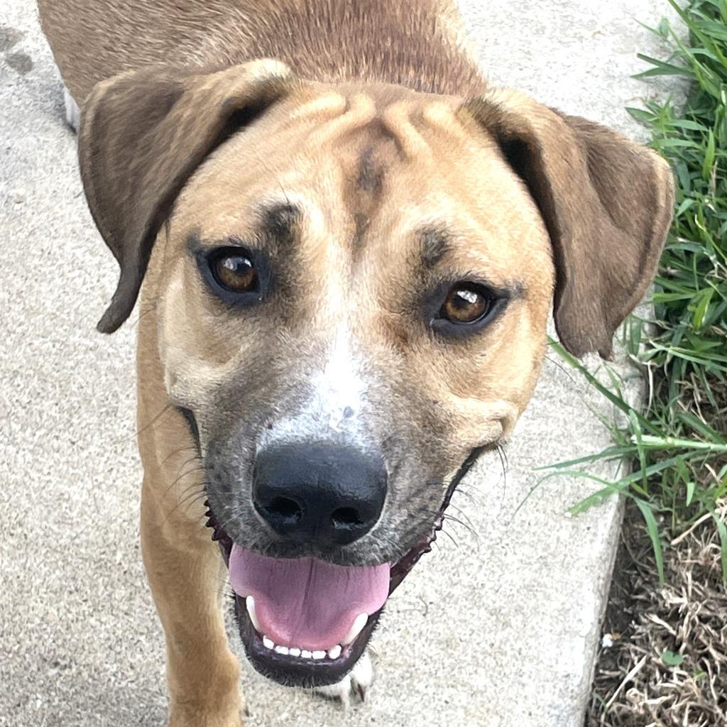 Enlarge Calista, a Adoptable mixed breed in Brenham, TX image 2/6