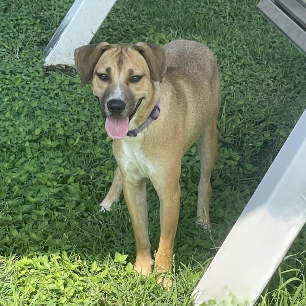 Enlarge Calista, a Adoptable mixed breed in Brenham, TX image 3/6