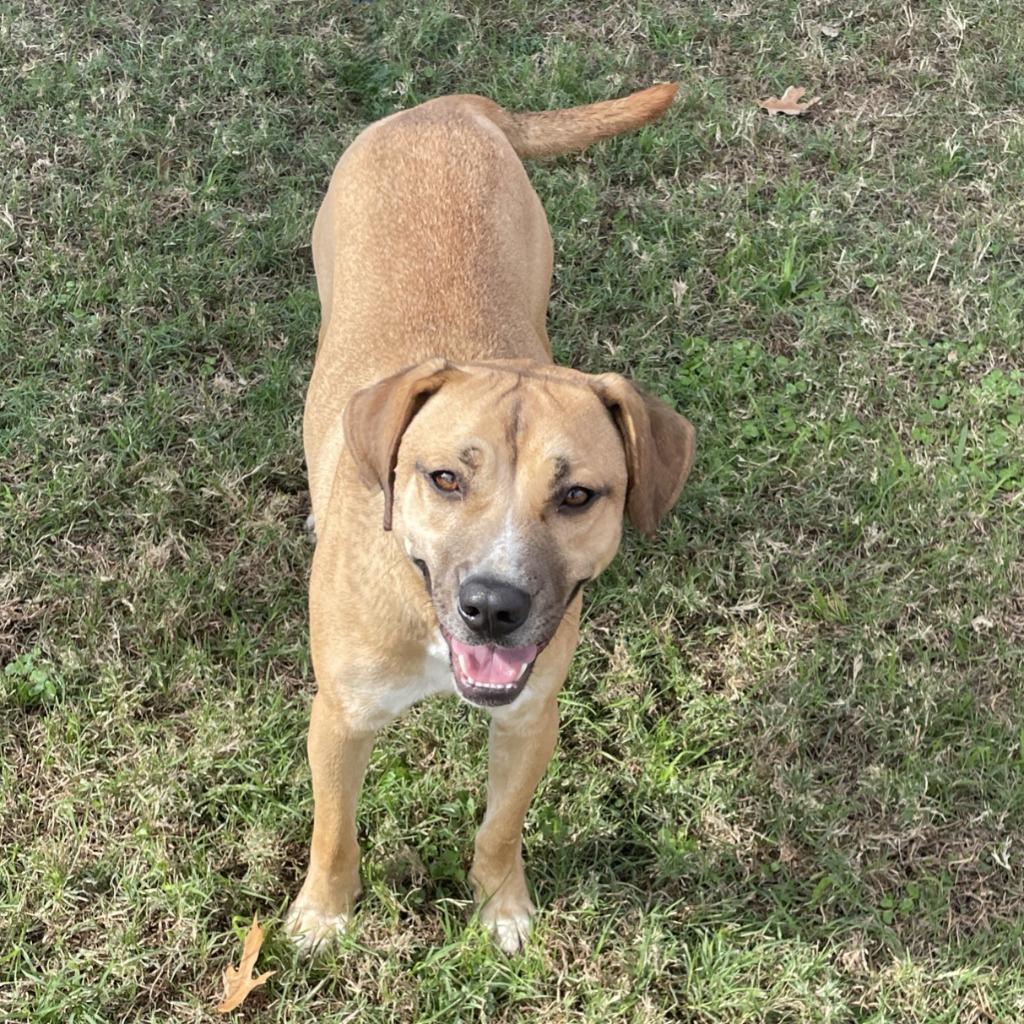 Enlarge Calista, a Adoptable mixed breed in Brenham, TX image 2/6