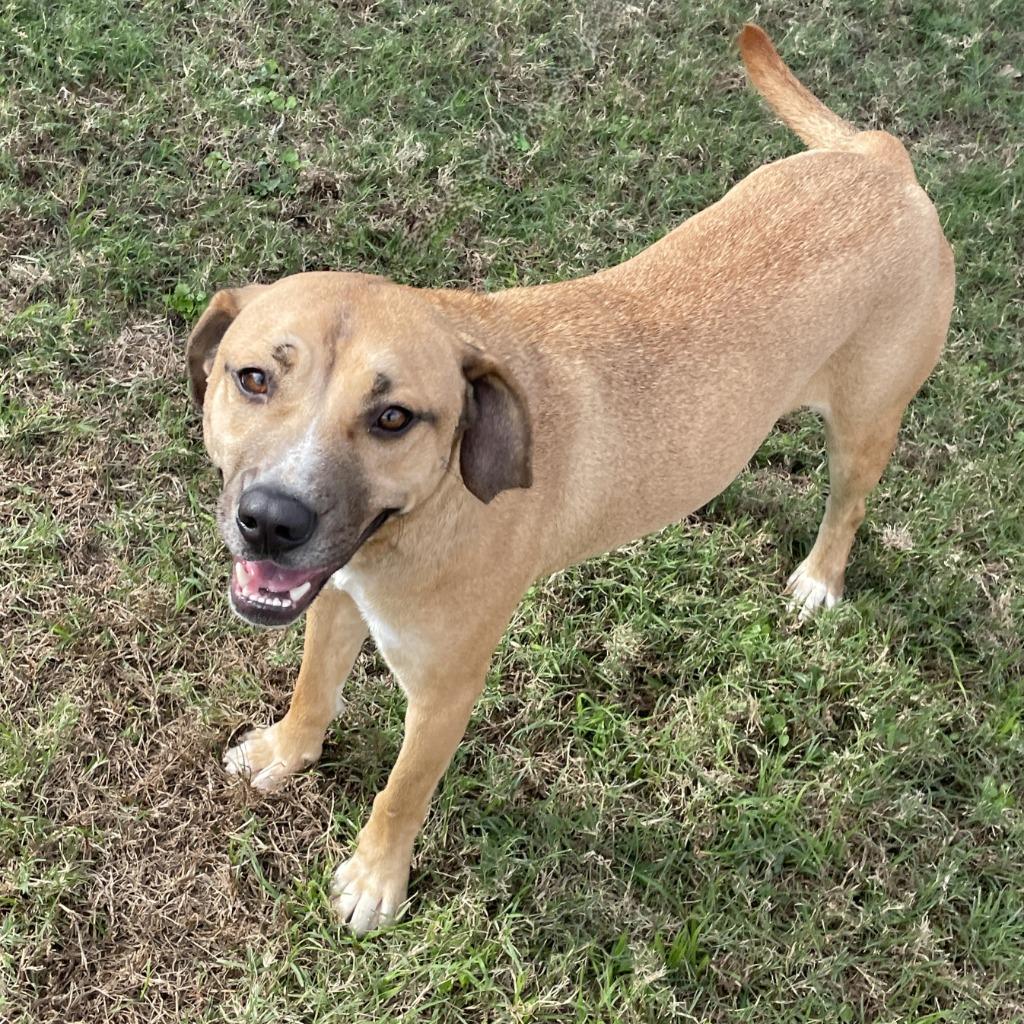 Enlarge Calista, a Adoptable mixed breed in Brenham, TX image 3/6