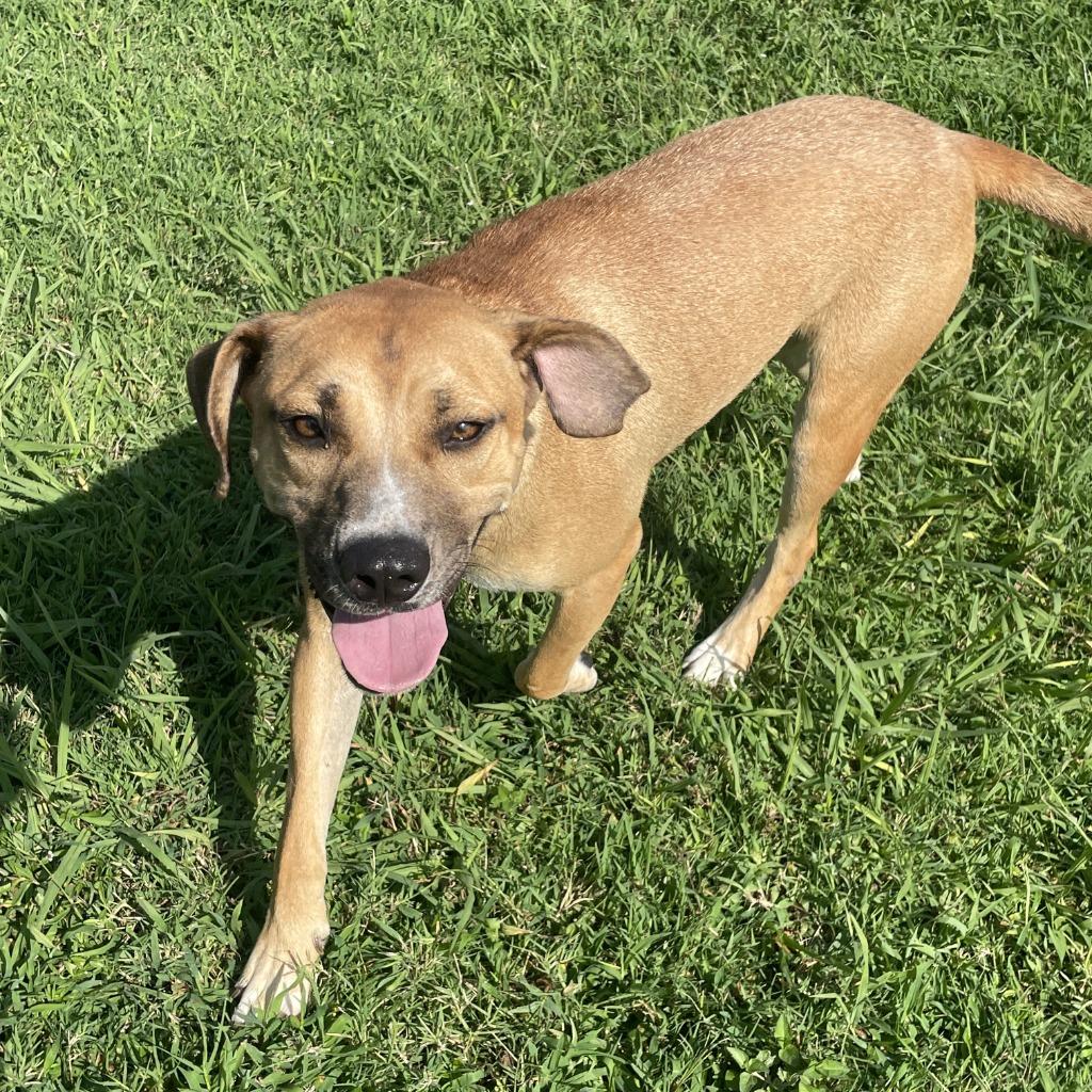 Enlarge Calista, a Adoptable mixed breed in Brenham, TX image 4/6