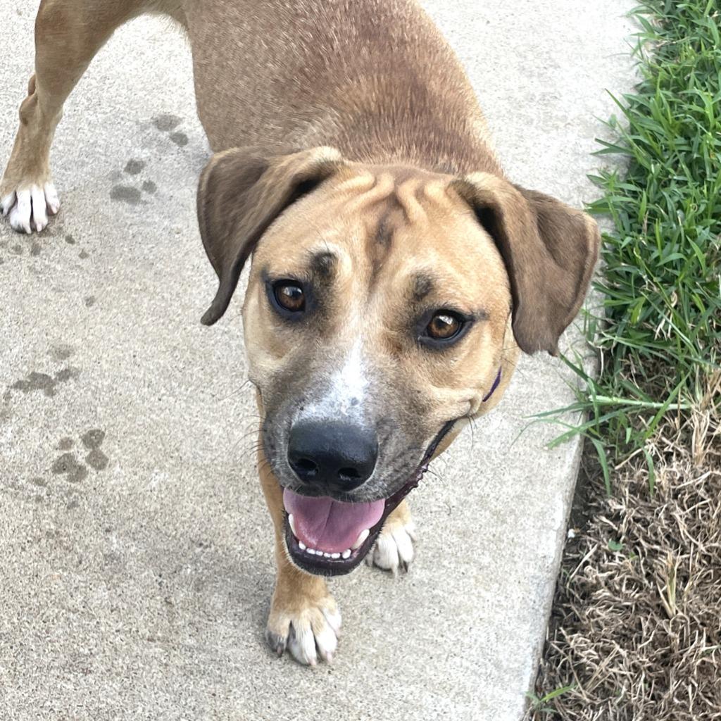 Enlarge Calista, a Adoptable mixed breed in Brenham, TX image 5/6